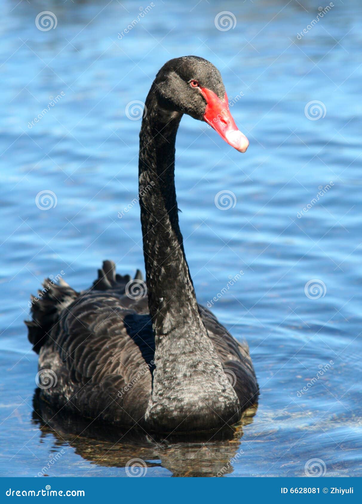 692 Black Swan New Zealand Stock Photos - Free & Royalty-Free