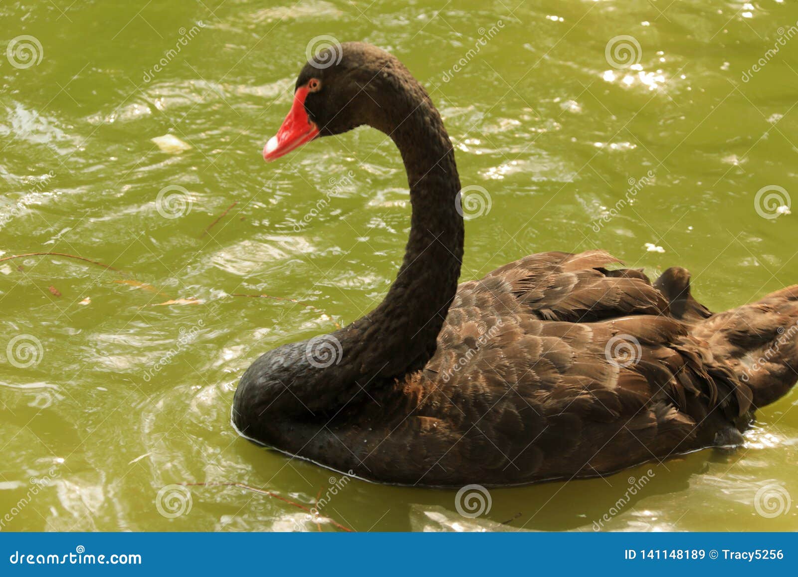 analog vejkryds agitation Black Swan in Beijing Wildlife Park Stock Image - Image of wildlife,  beijing: 141148189