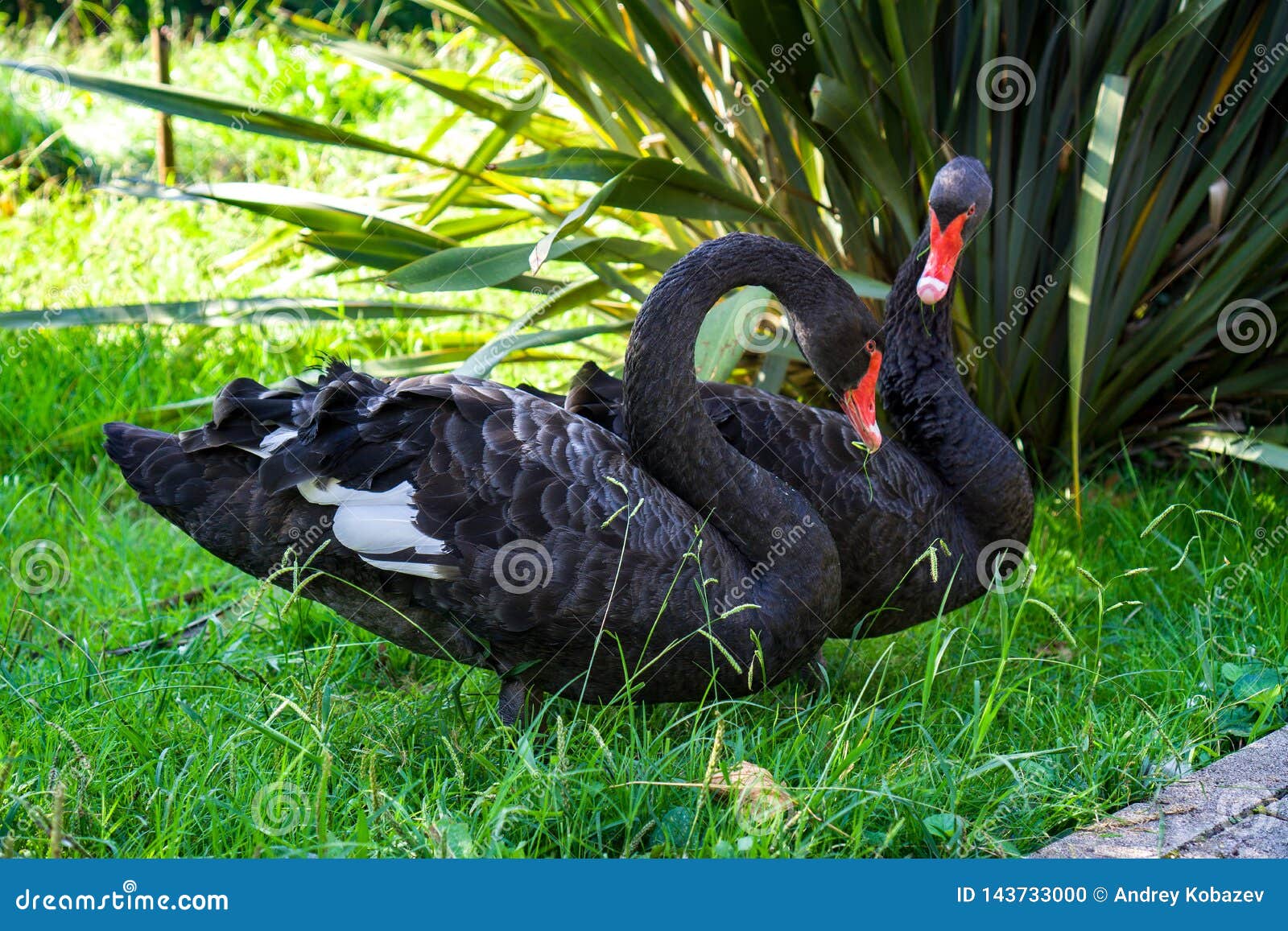 Two Black Swans Sitting on the Grass Stock Photo Image of tranquil