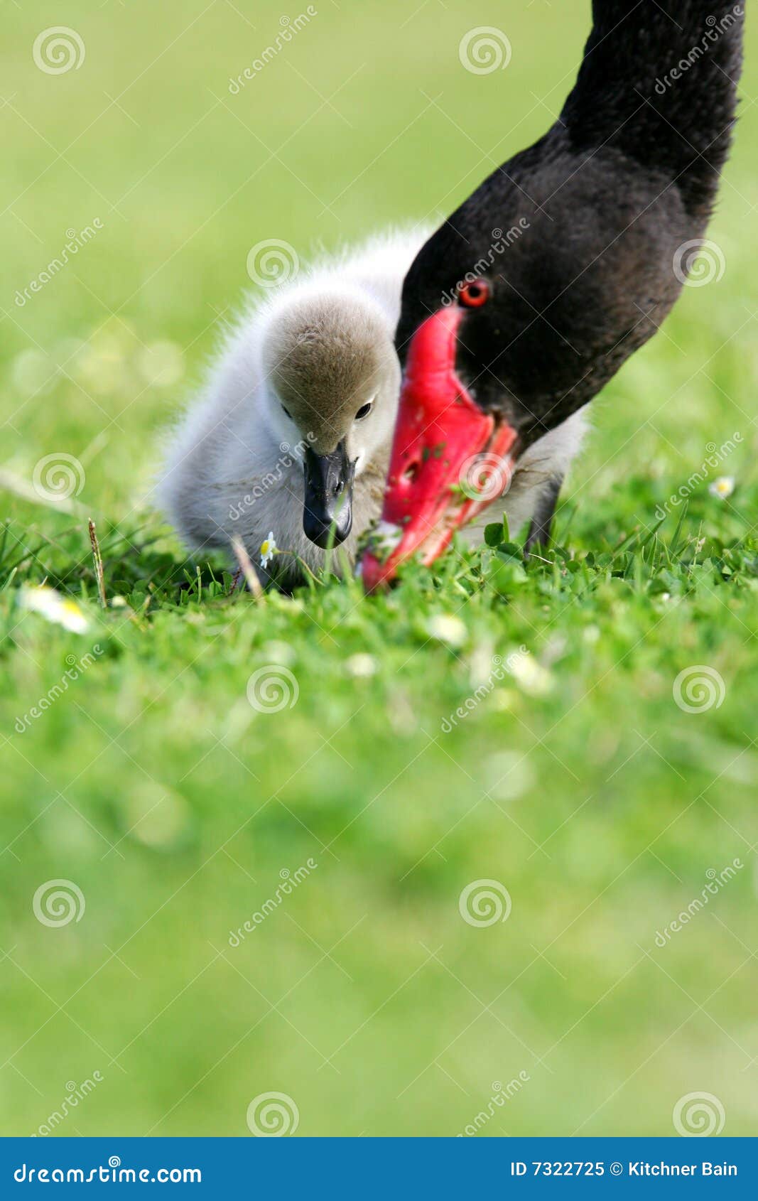 Black Swan stock image. Image of juvenille, grey 7322725