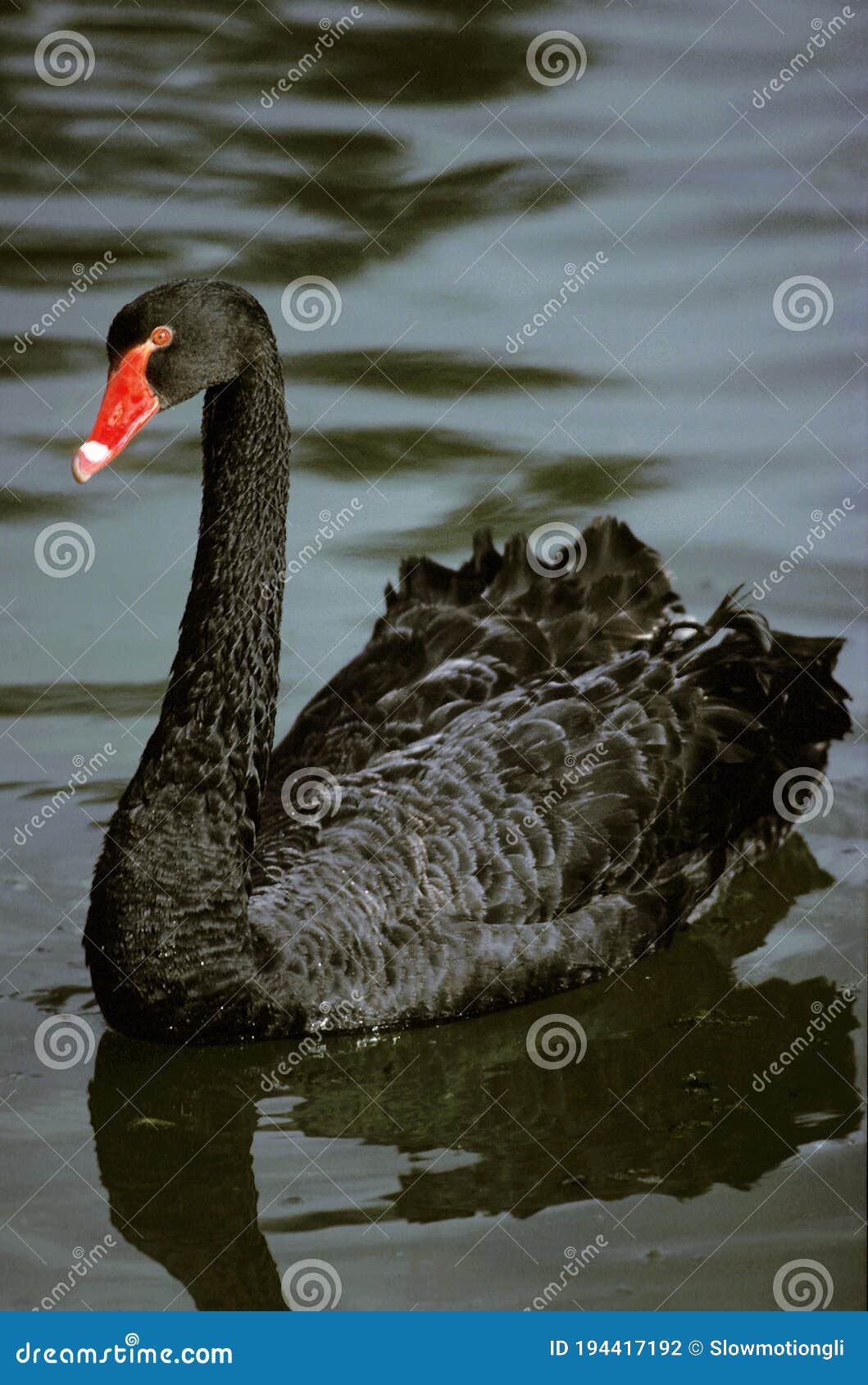 BLACK SWAN Cygnus Atratus, AUSTRALIA Stock Photo - Image atratus, outdoor: 194417192