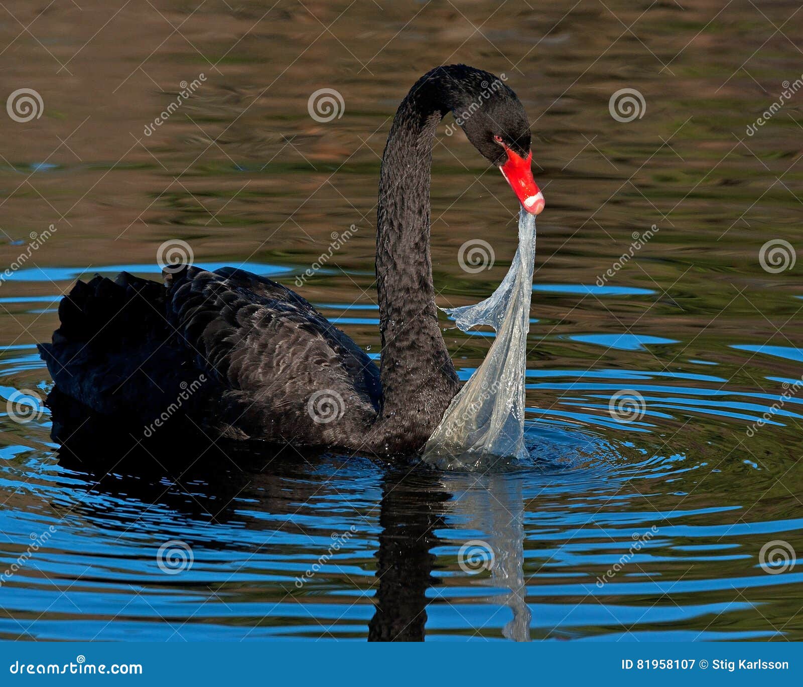 the black swan, cygnus atratus try to eat plastic pollution