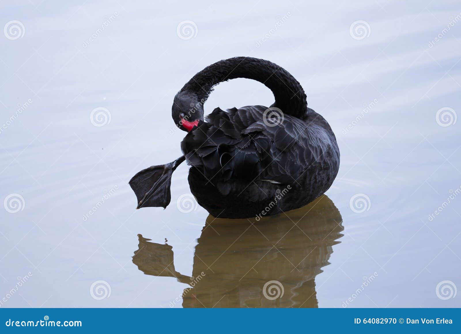 Black Swan' premiere at AFI - Los Angeles Times