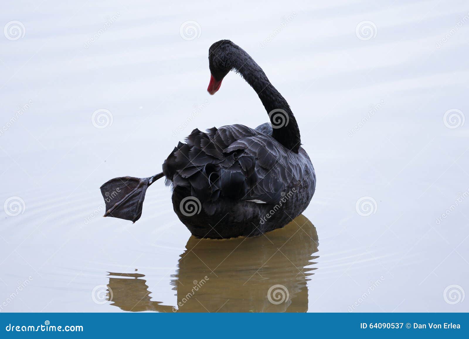 Black Swan Ballet danser portrait, hasselblad, 8k, | Stable Diffusion