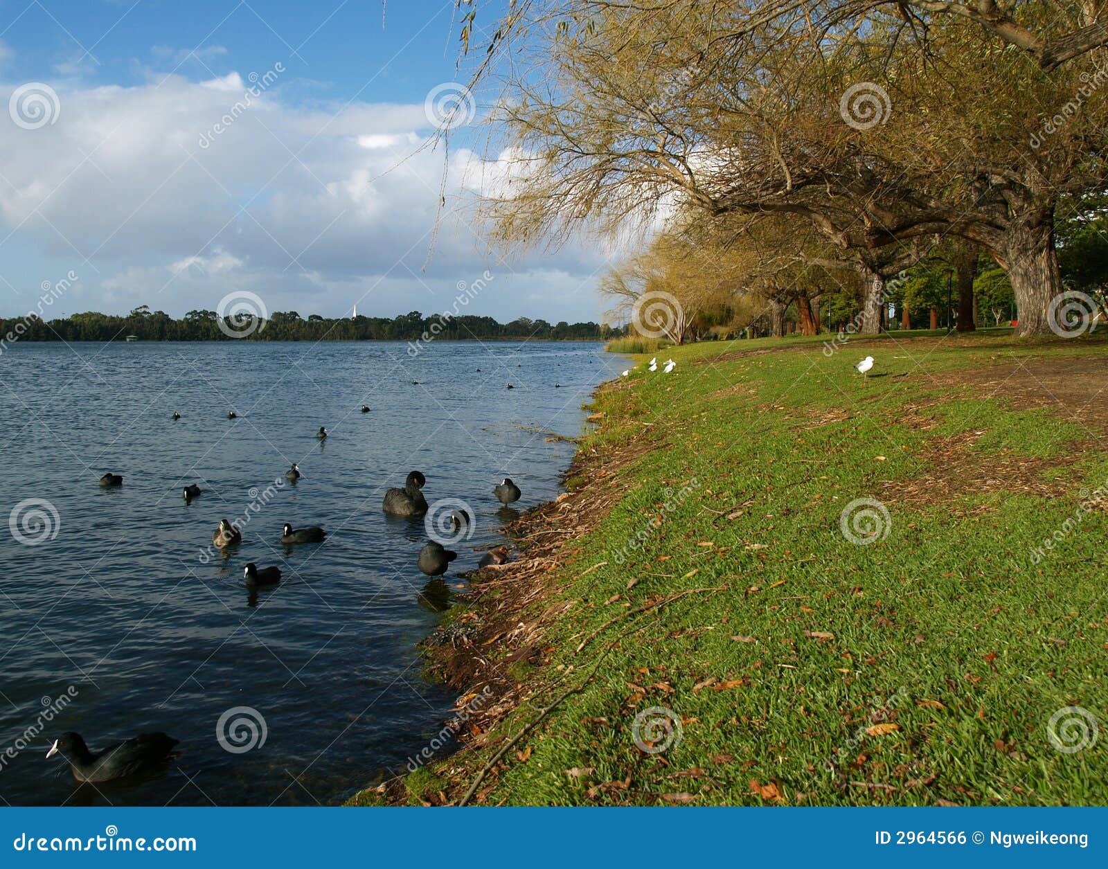 Black Swan Lake, Perth stock photo. Image of canopy, nature 2964566