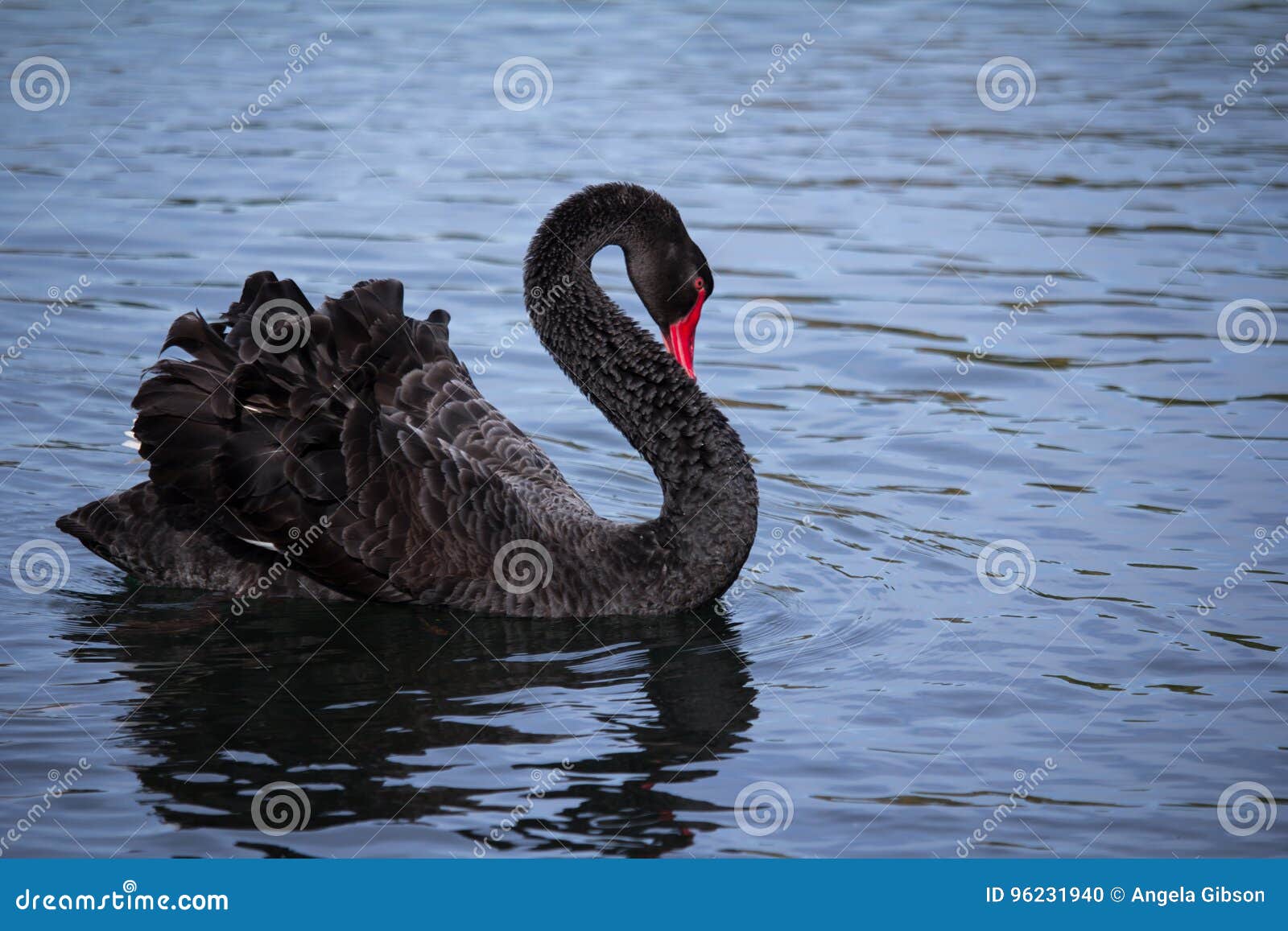 33,377 Black Swan Photos & Royalty-Free Stock from Dreamstime