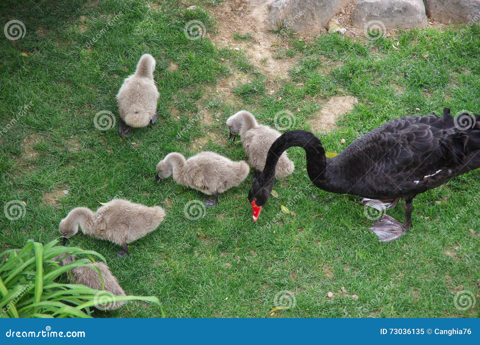 Brokke sig Betydning Hør efter The Black Swan and Little Swan Stock Image - Image of lakes, east: 73036135