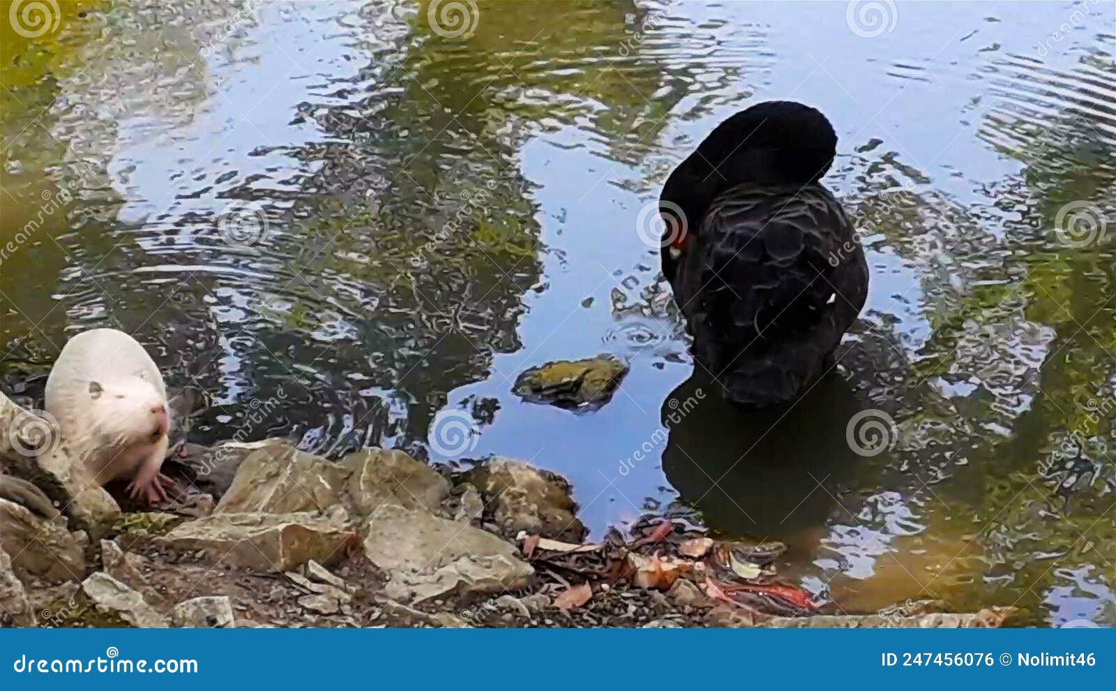 black swan cleans feathers on water of lake in summer day