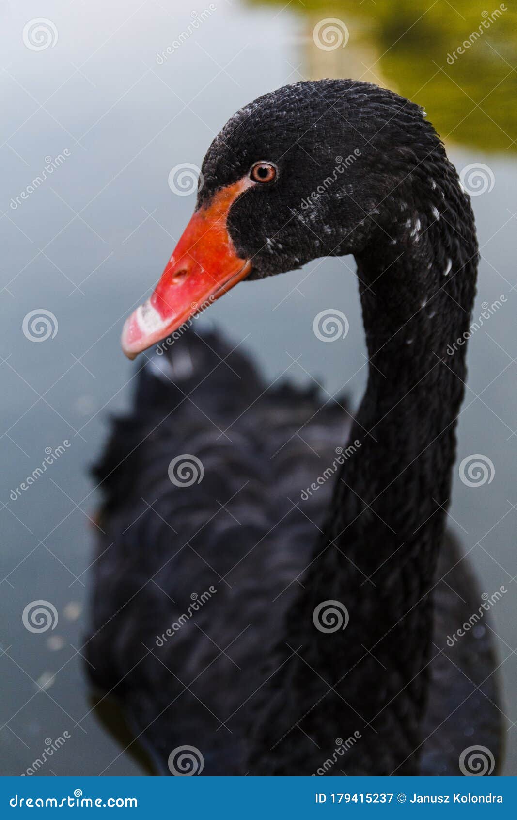 Uheldig ordlyd klokke Black Swan Close Up Portrait Stock Image - Image of difficult, metaphor:  179415237