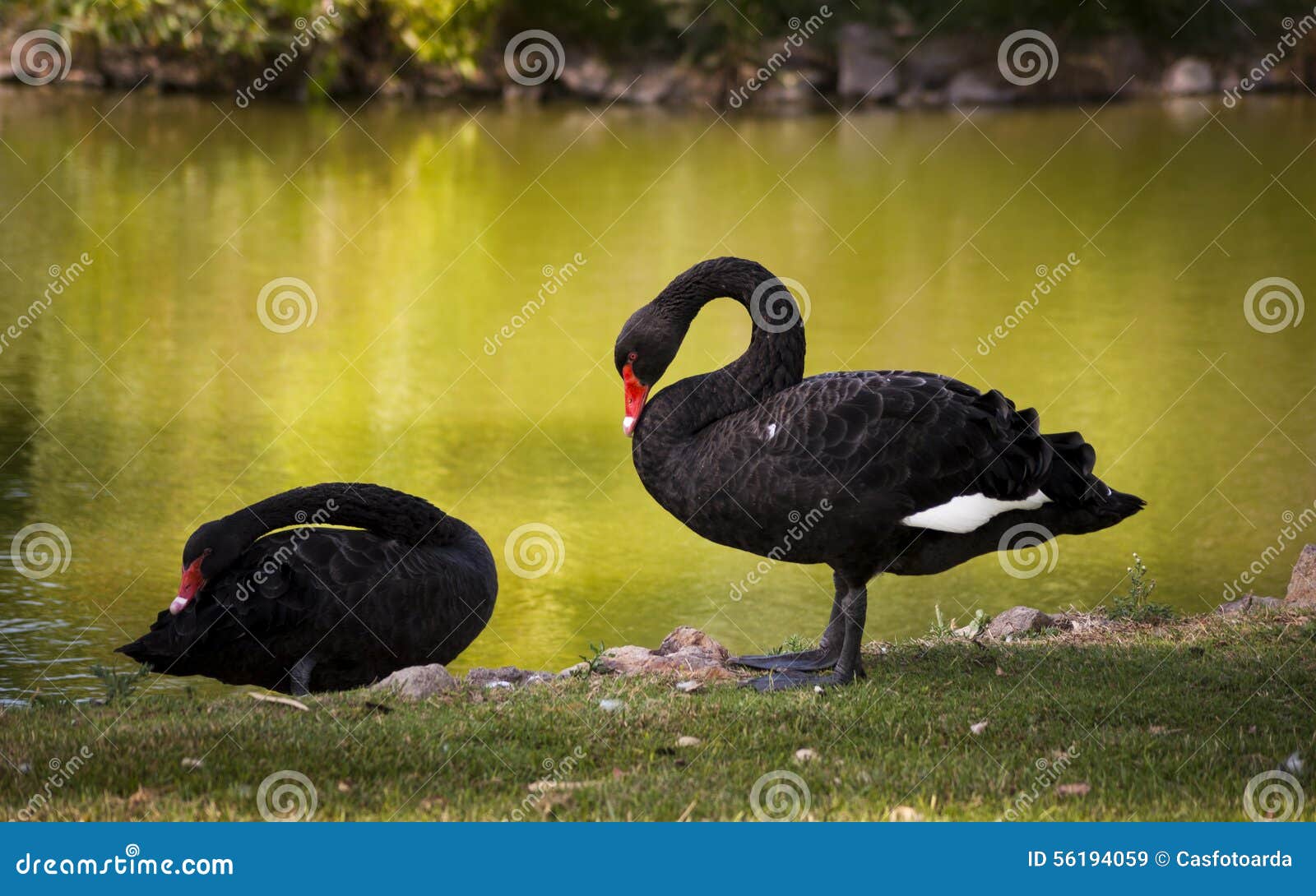 Black swans stock image. Image of calm, float, nature 56194059