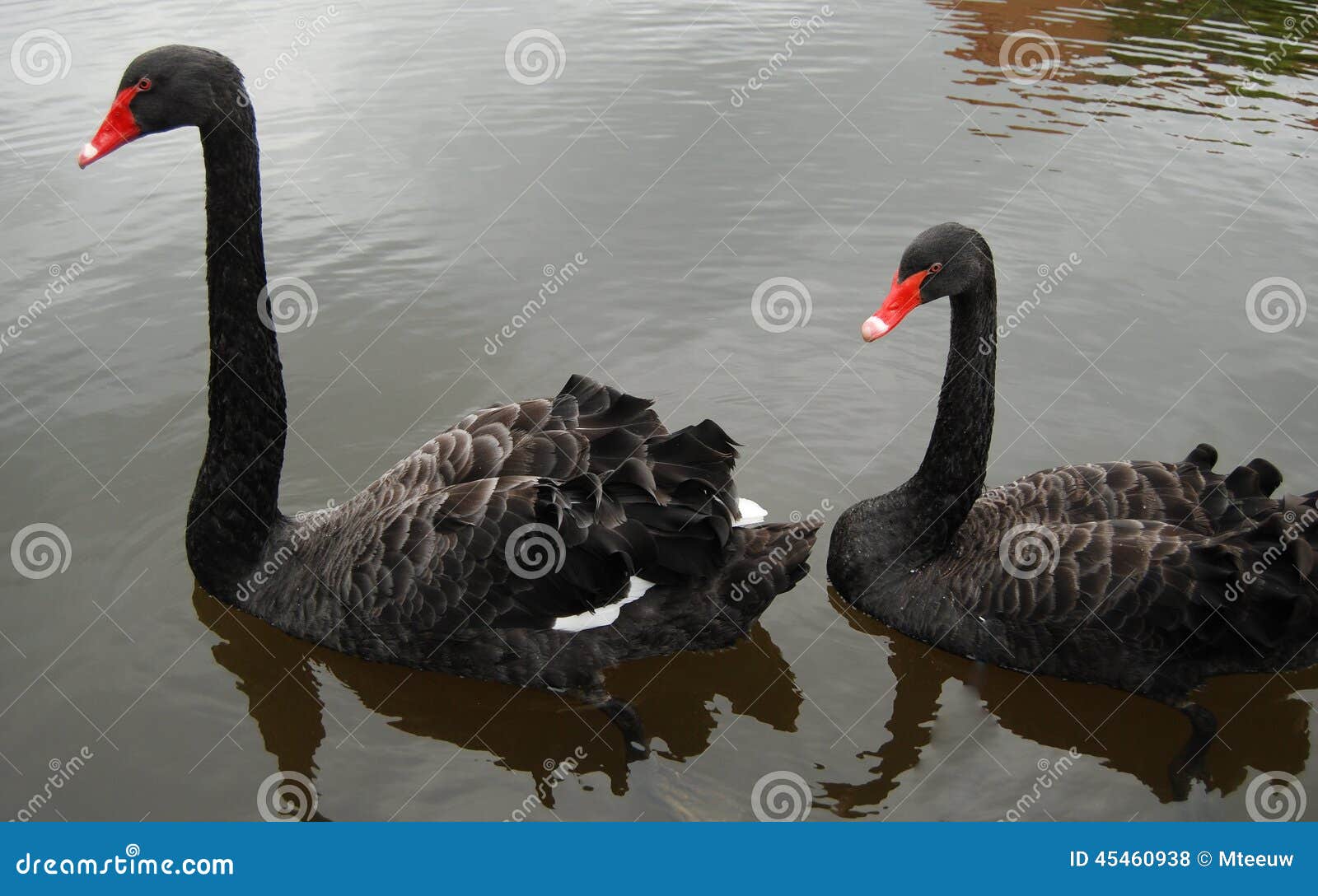 black swans