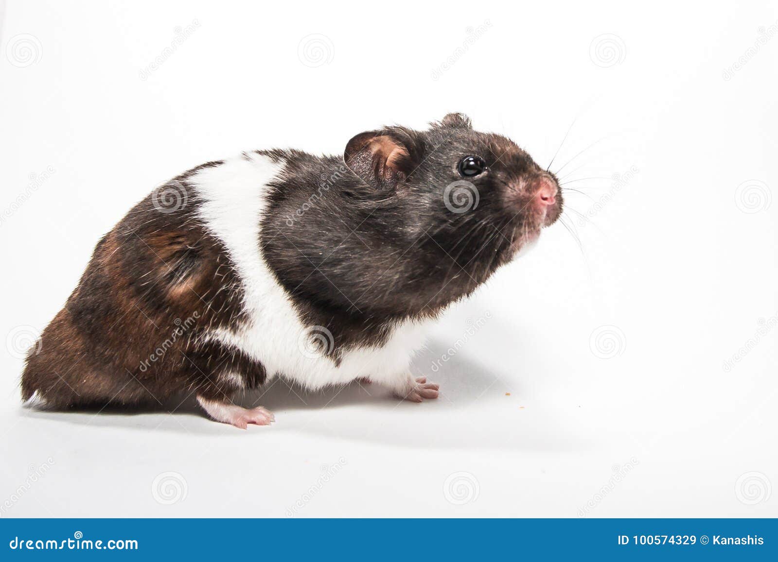 Black Syrian Hamster, Studio with White Background Stock Image - Image of  little, cute: 100574329