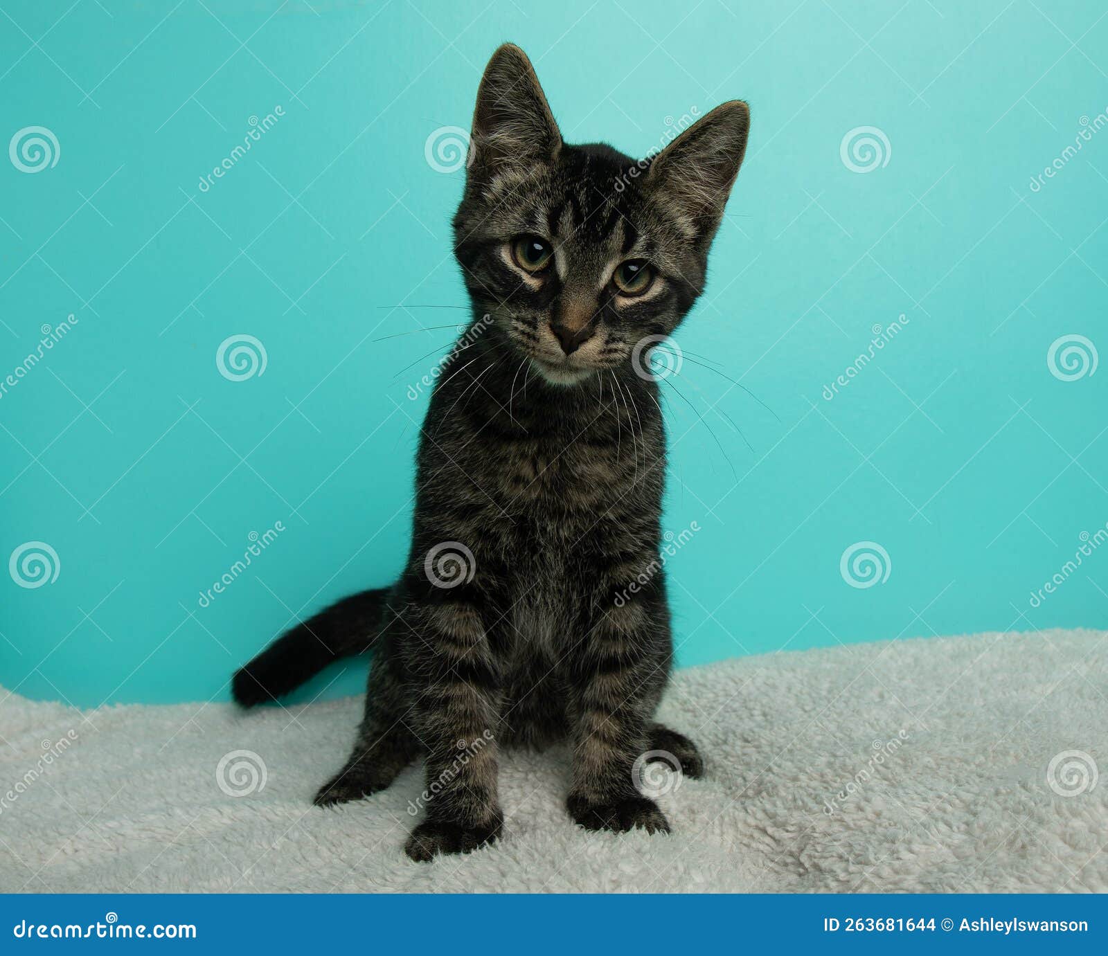 Black Tabby Kitten Cat Sitting Portrait Stock Photo Image of grey