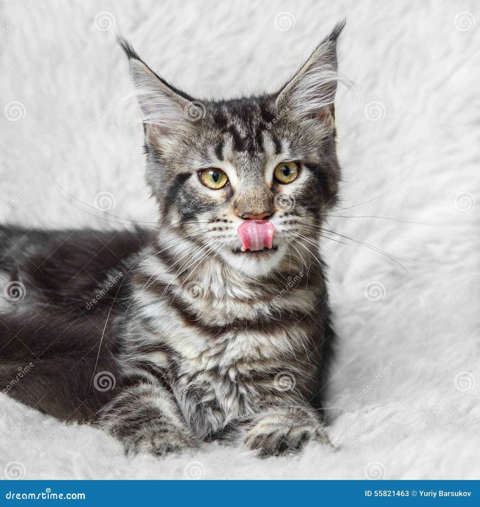 Gray Maine Coon Cat Yellow Eyes Posing White Background Photos Free Royalty Free Stock Photos From Dreamstime Gray Maine Coon Cat Yellow Eyes Posing White Background Photos Free Royalty Free Stock Photos From Dreamstime