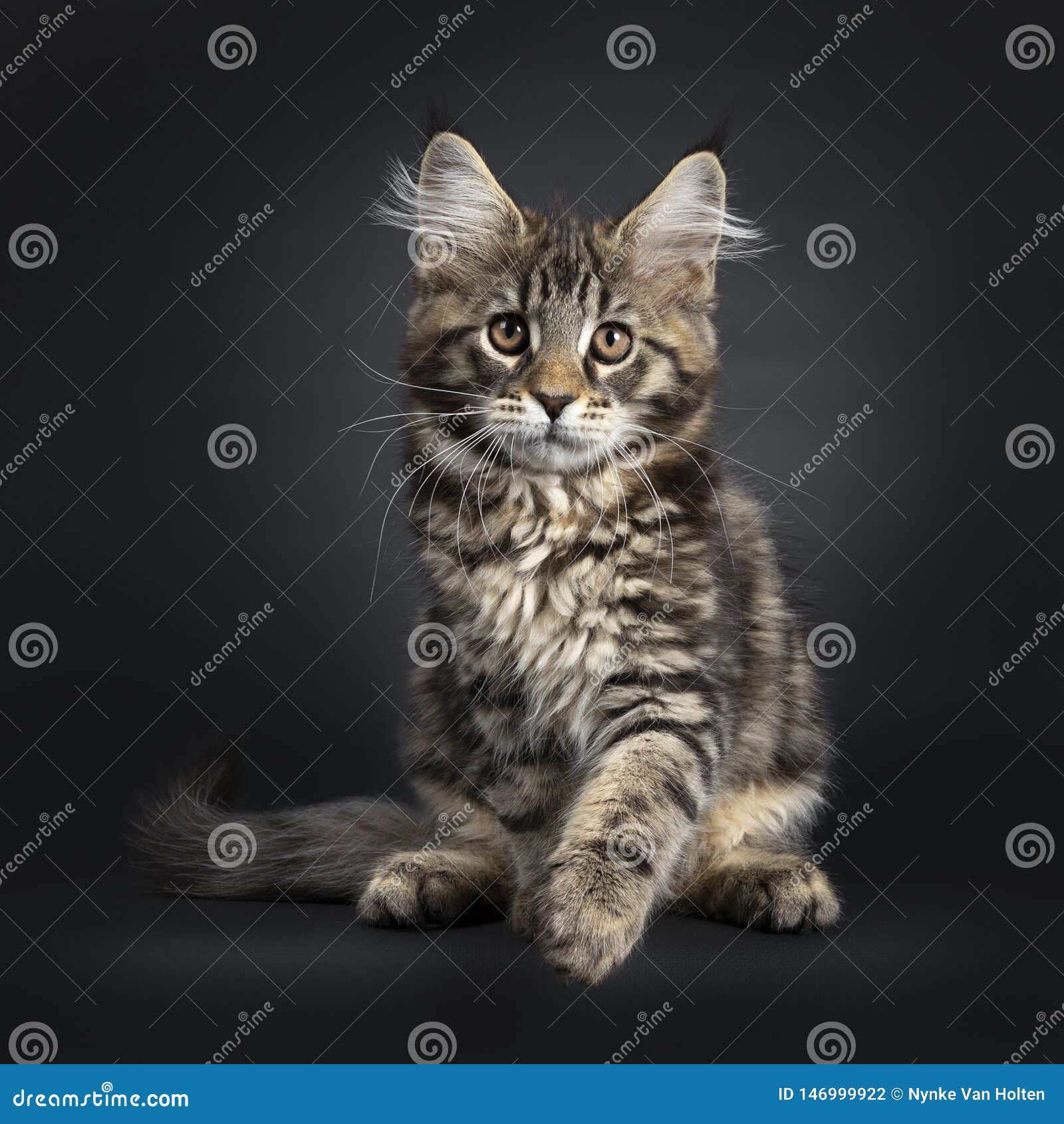 oortelefoon verklaren geestelijke gezondheid Black Tabby Maine Coon Kitten on Black Stock Photo - Image of pedigree,  lens: 146999922
