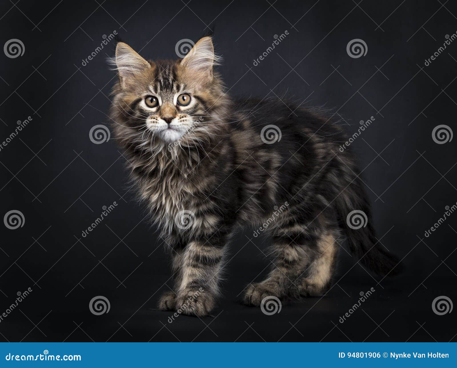 Little Fluffy Kitten Maine Coon Photo Premium Download