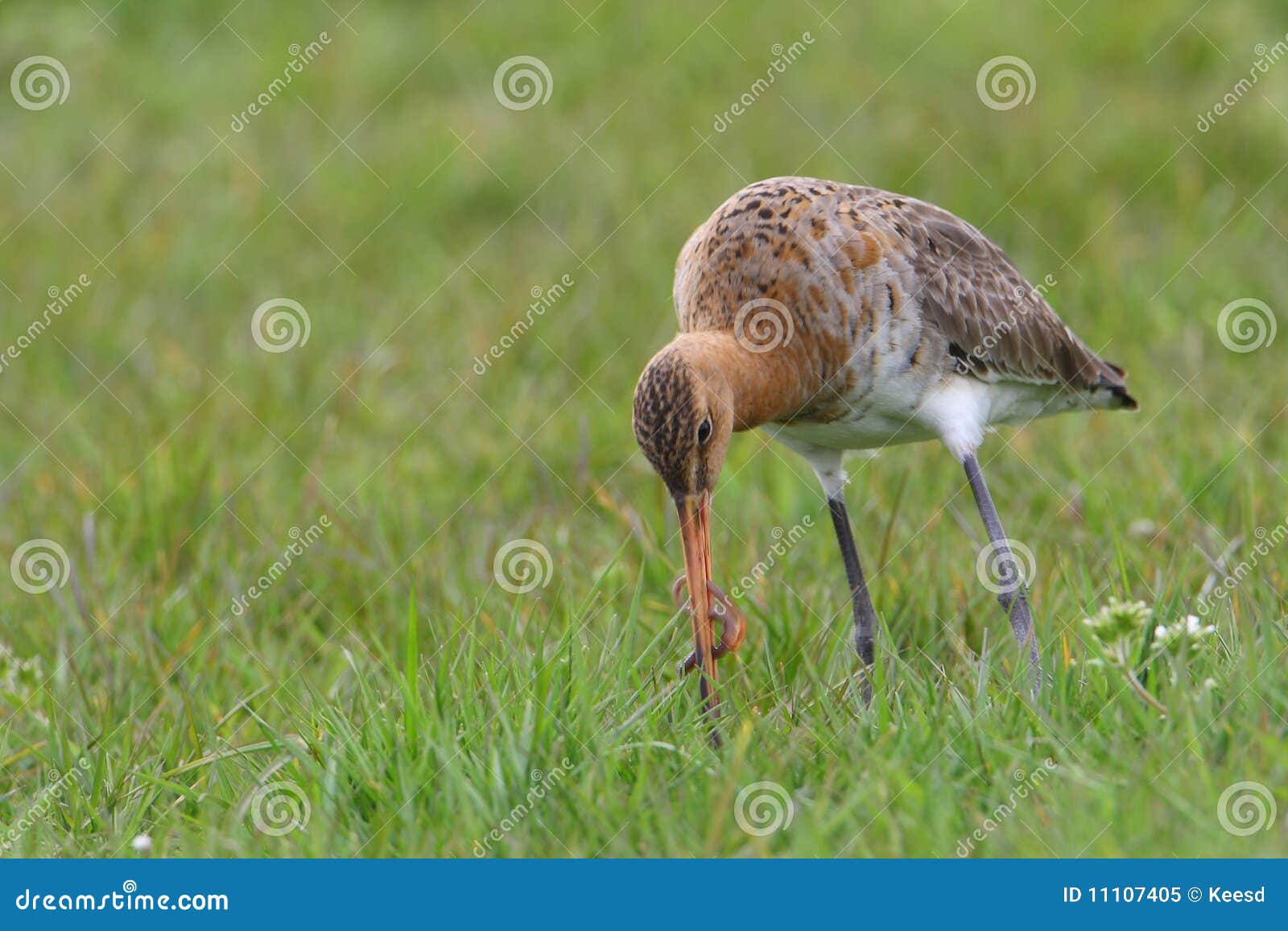 1 375 Black Tailed Godwit Photos Free Royalty Free Stock Photos From Dreamstime