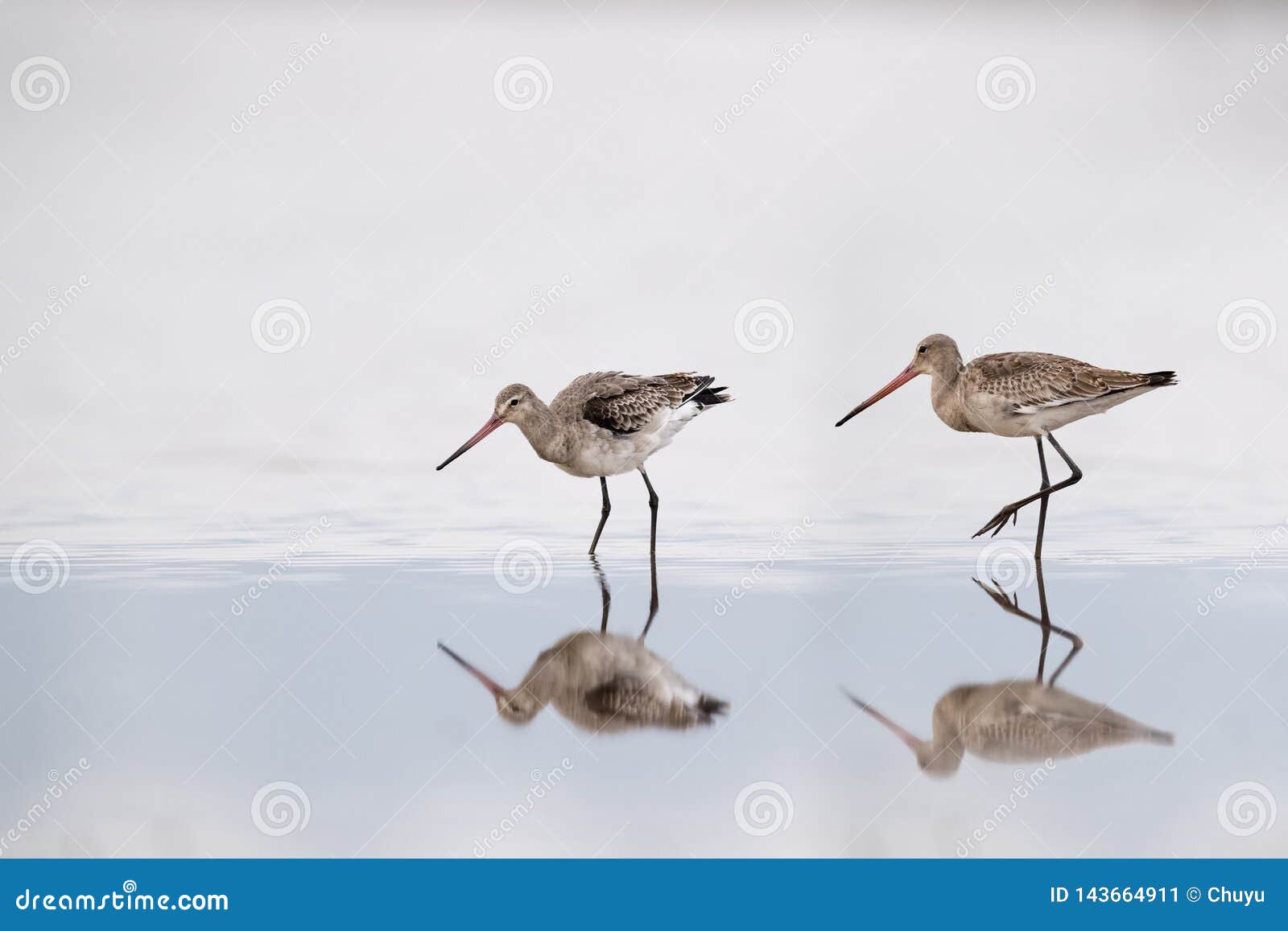 black tailed godwit on lake with reflection