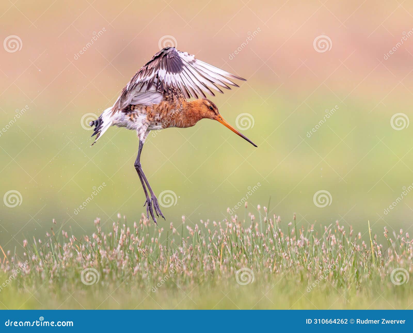 black-tailed godwit wader bird preparing for landing and calling