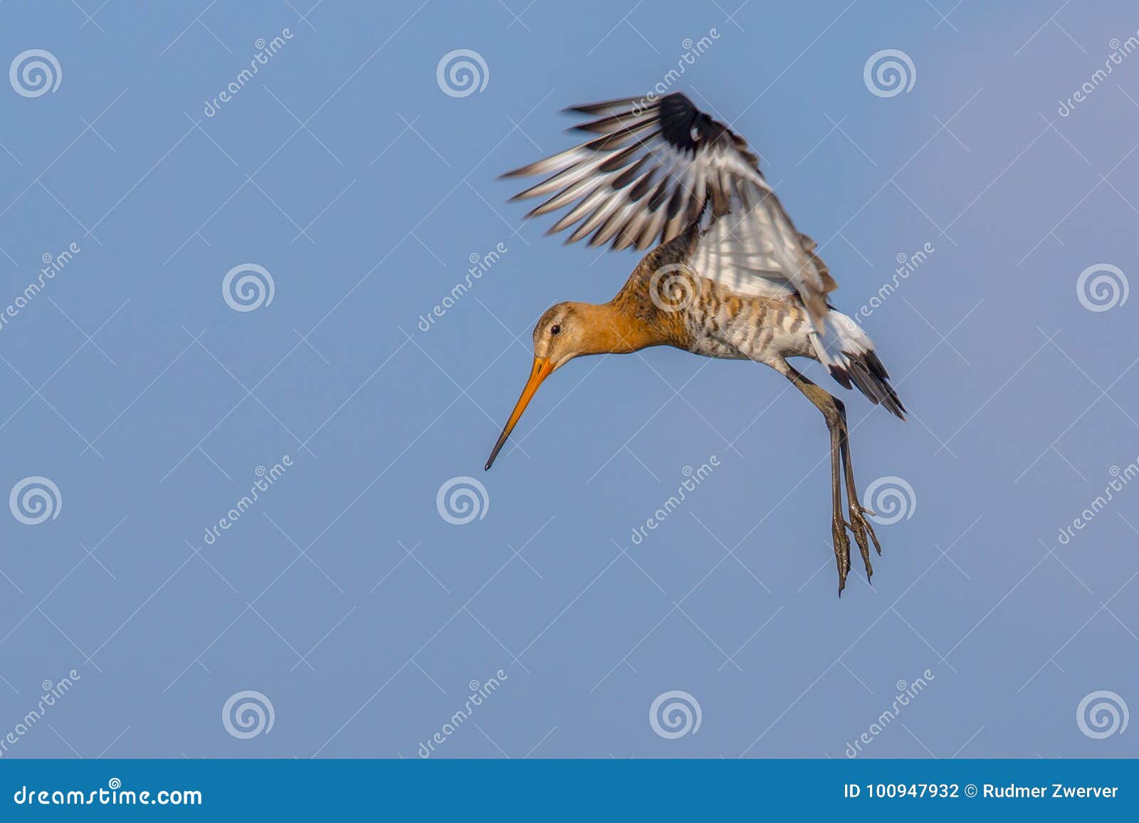 black-tailed godwit wader bird preparing for landing