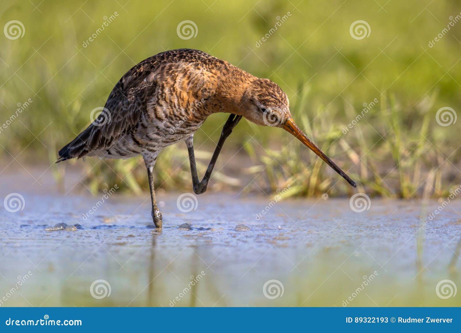black-tailed godwit wader bird scratching neck