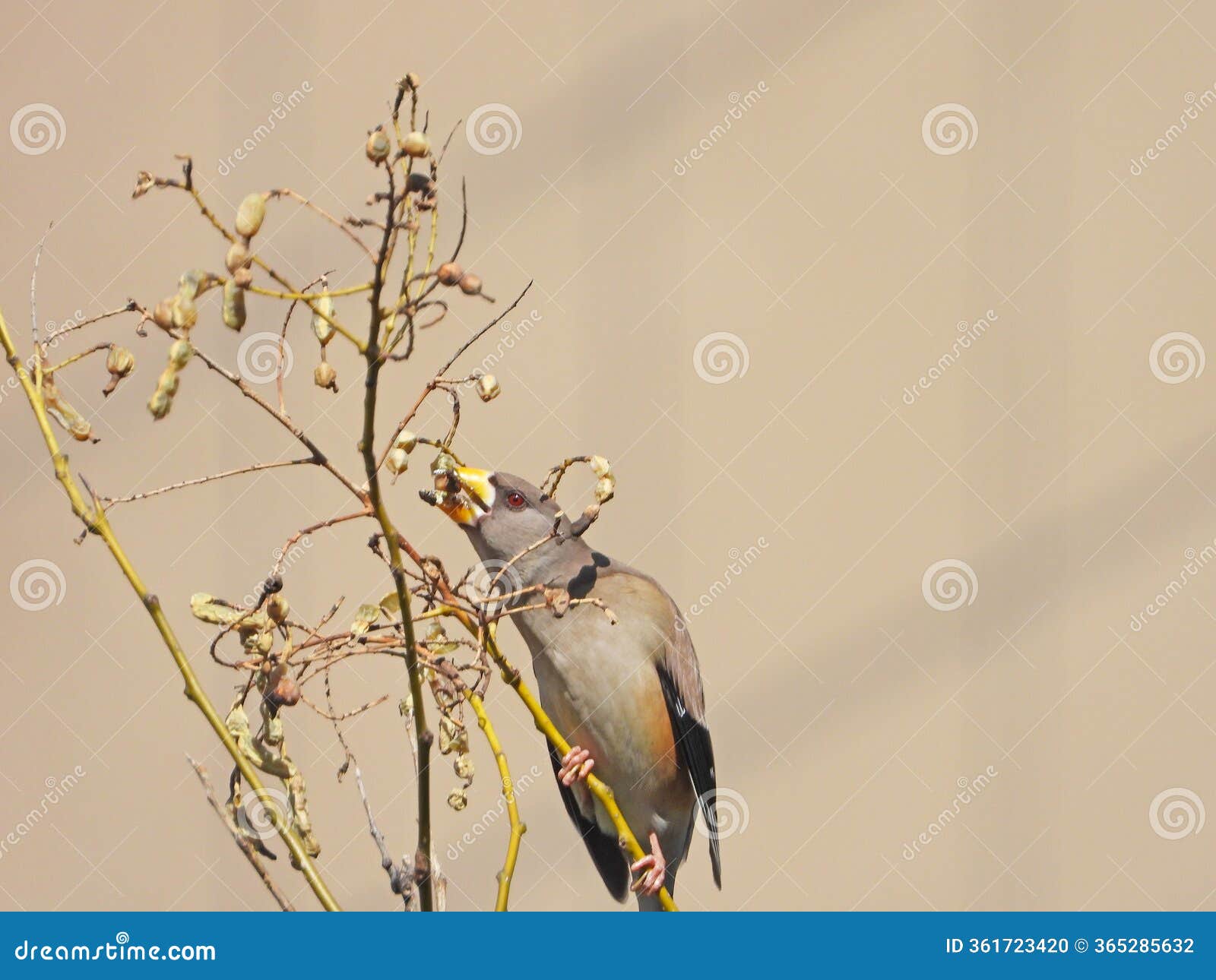 the chinese grosbeak