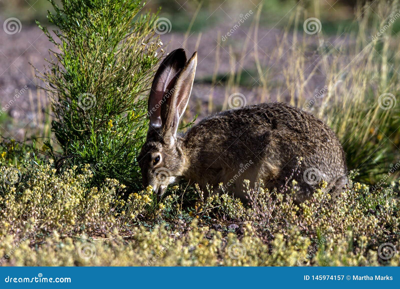 Black Tailed Jackrabbit Habitat