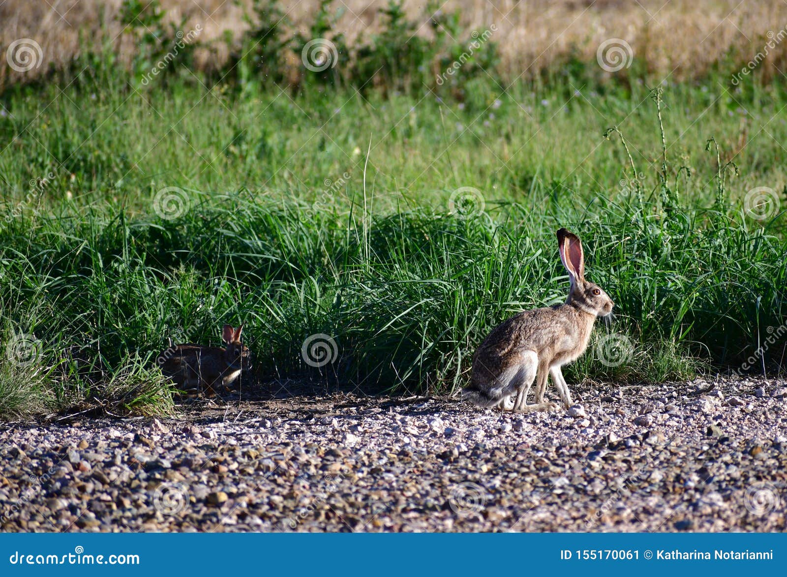 black-tailed jackrabbit hare - lepus californicus