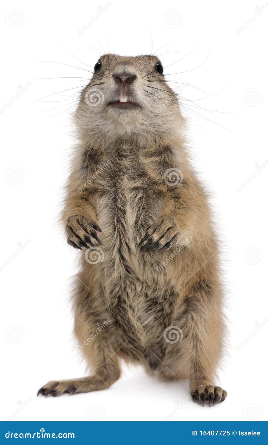 black-tailed prairie dog, cynomys ludovicianus