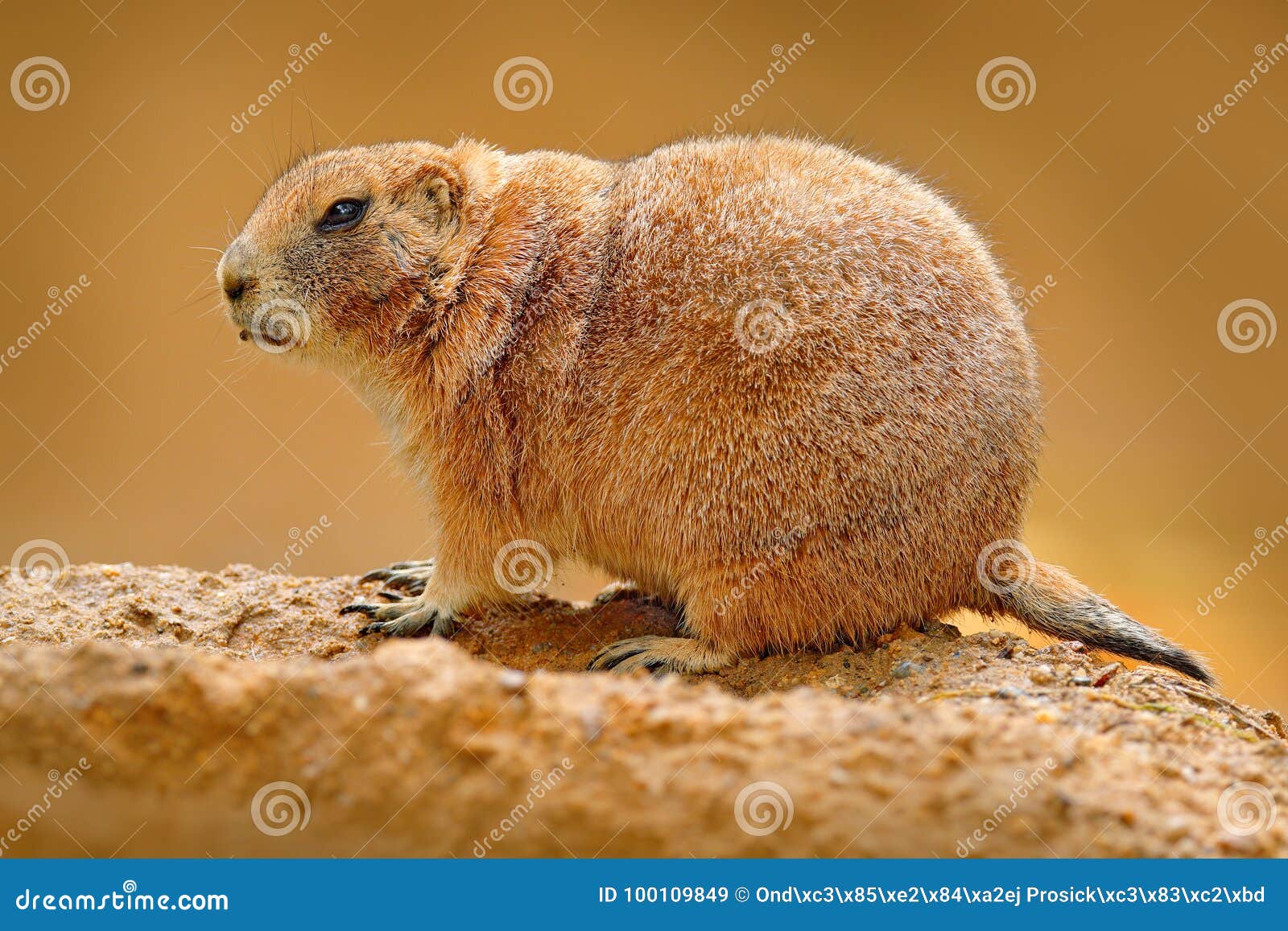 Black-tailed Prairie Dog, Cynomys Ludovicianus, Cute Animal from Rodent of Family Sciuridae Found in Great Plains, North America. Stock Image - Image of alert, burrow: 100109849 Black-tailed Prairie Dog, Cynomys Ludovicianus, Cute Animal from Rodent of Family Sciuridae Found in Great Plains, North America. Stock Image - Image of alert, burrow: 100109849
