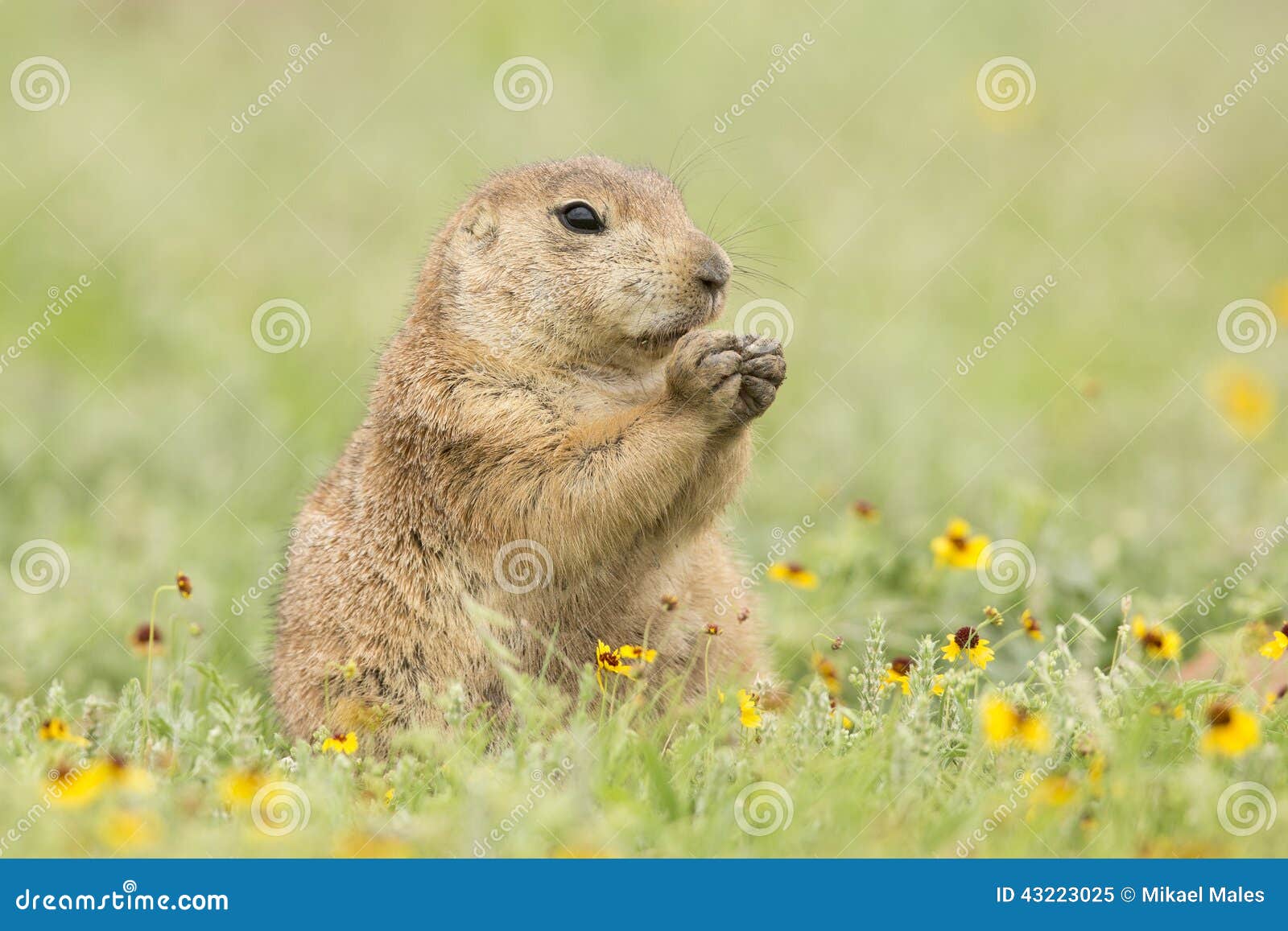 Blacktailed Prairie Dog Eating Springtime Flowers Stock Image Image