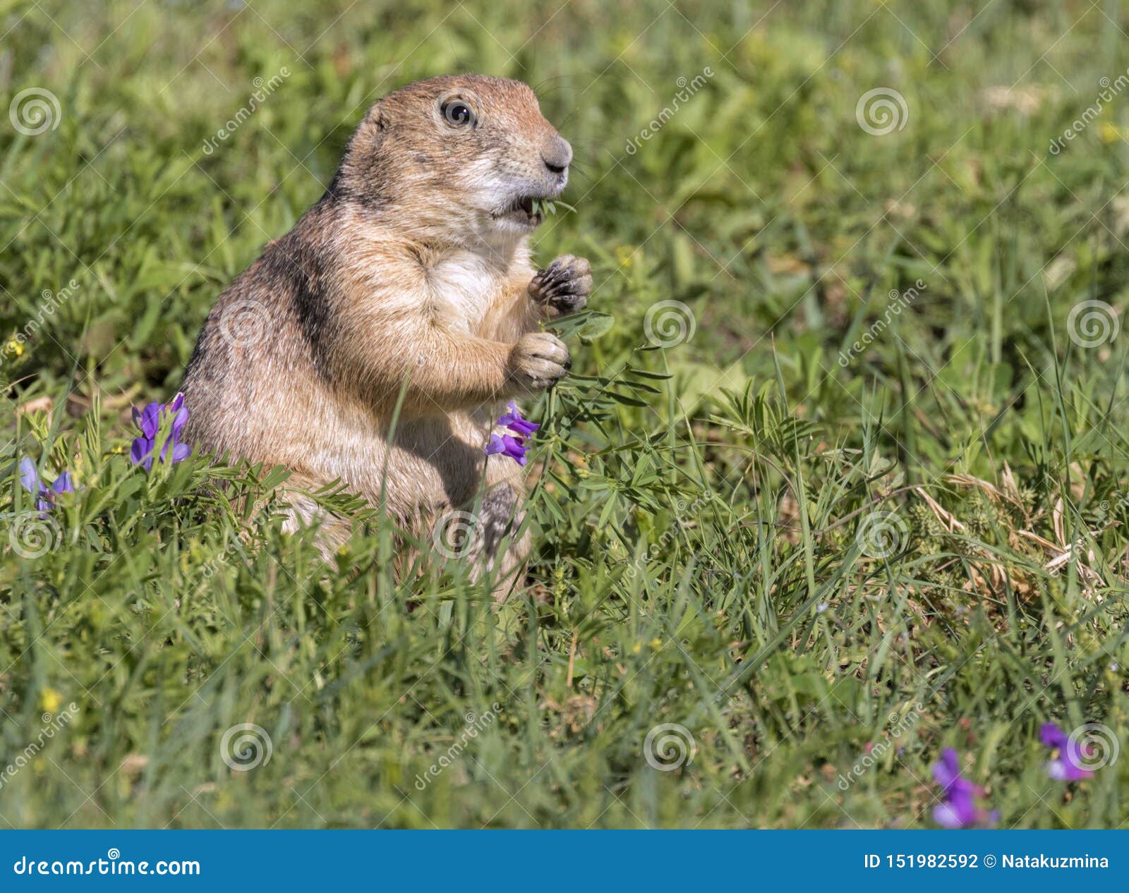 what do prairie dogs look like