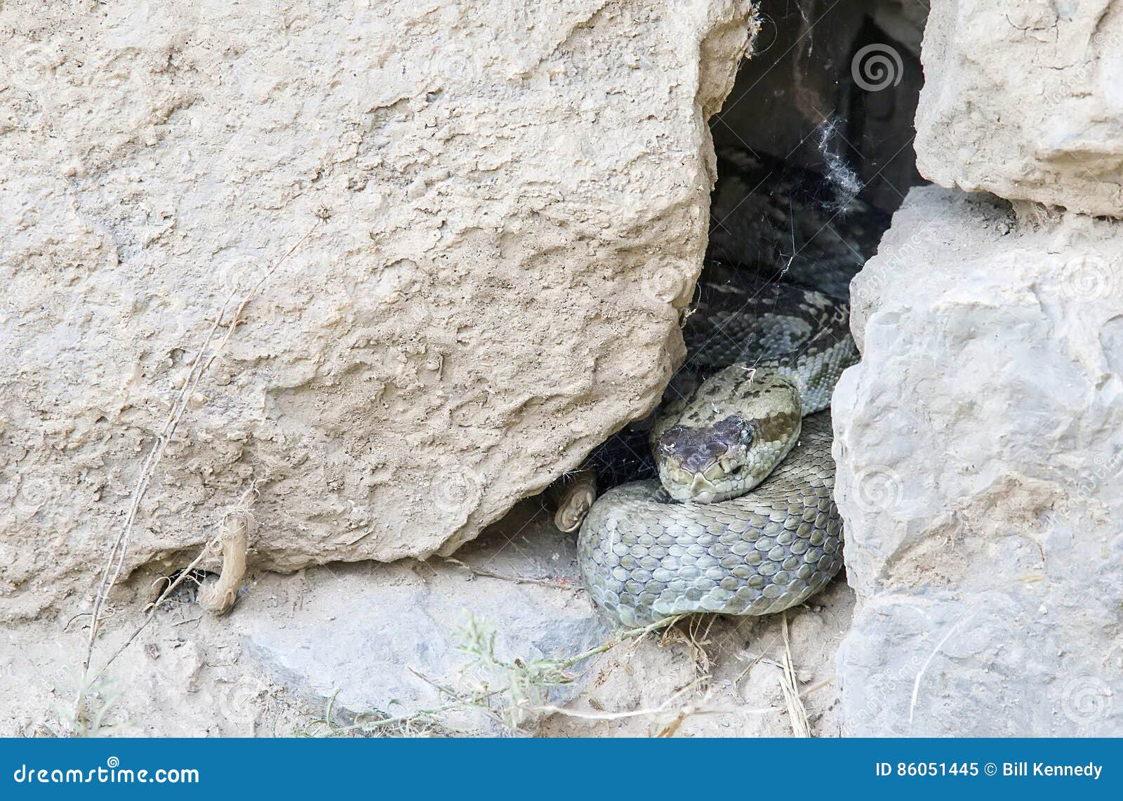 black-tailed rattlesnake crotalus molossus hidden in a rock cr