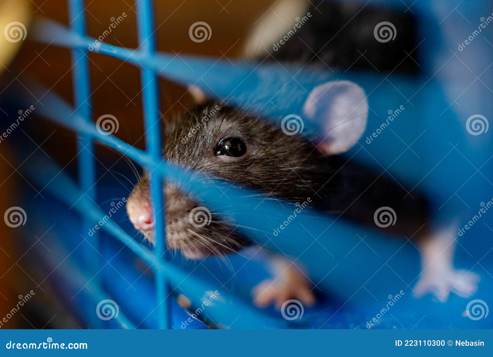 Black Tame Rat in a Cage. Breeding, Keeping Rats Stock Photo Image of