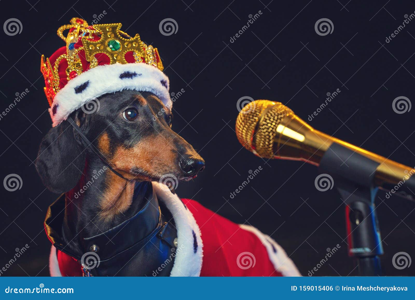 Black and Tan Adorable Singing Dachshund Dog with Microphone, in a