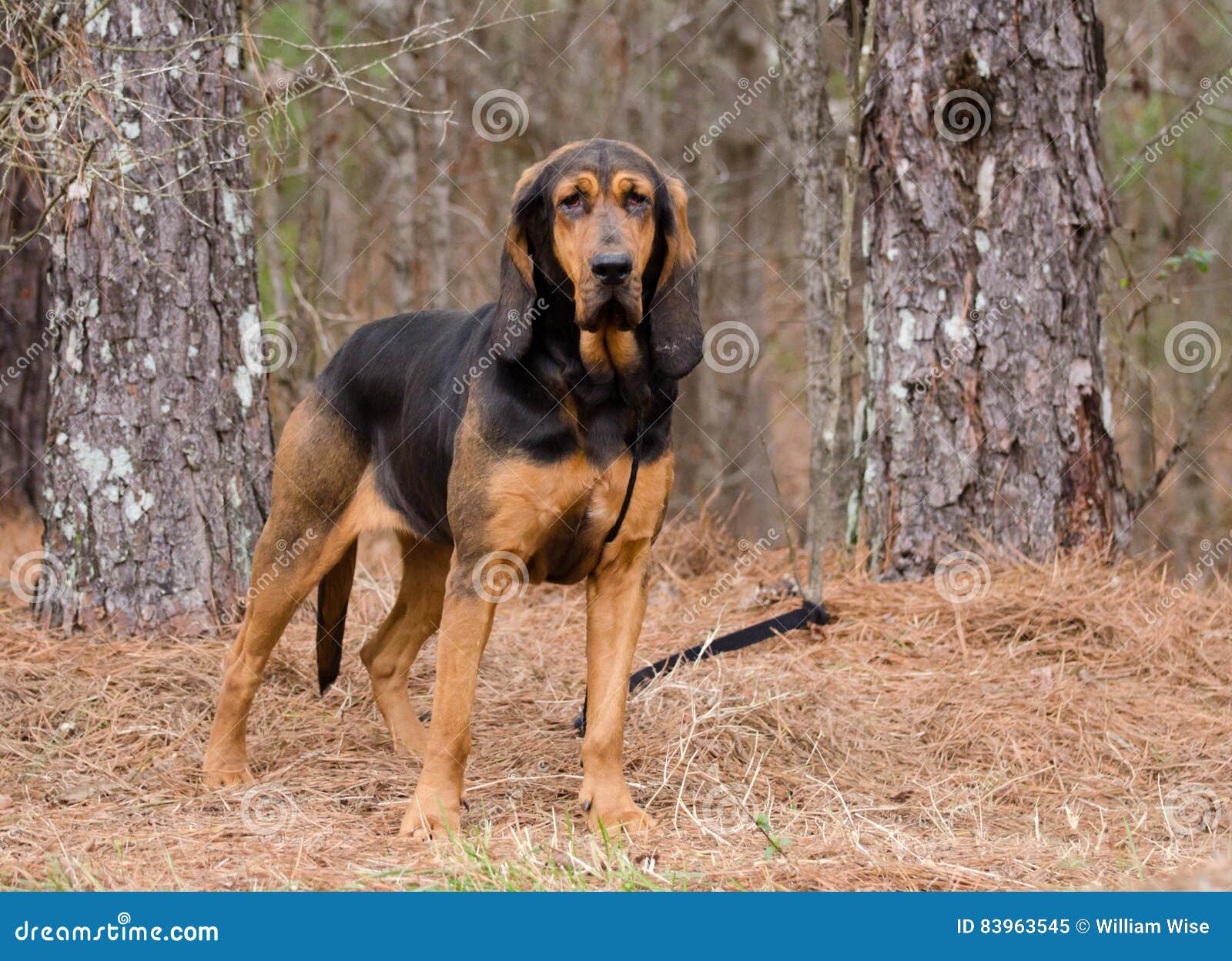 bloodhound for hunting