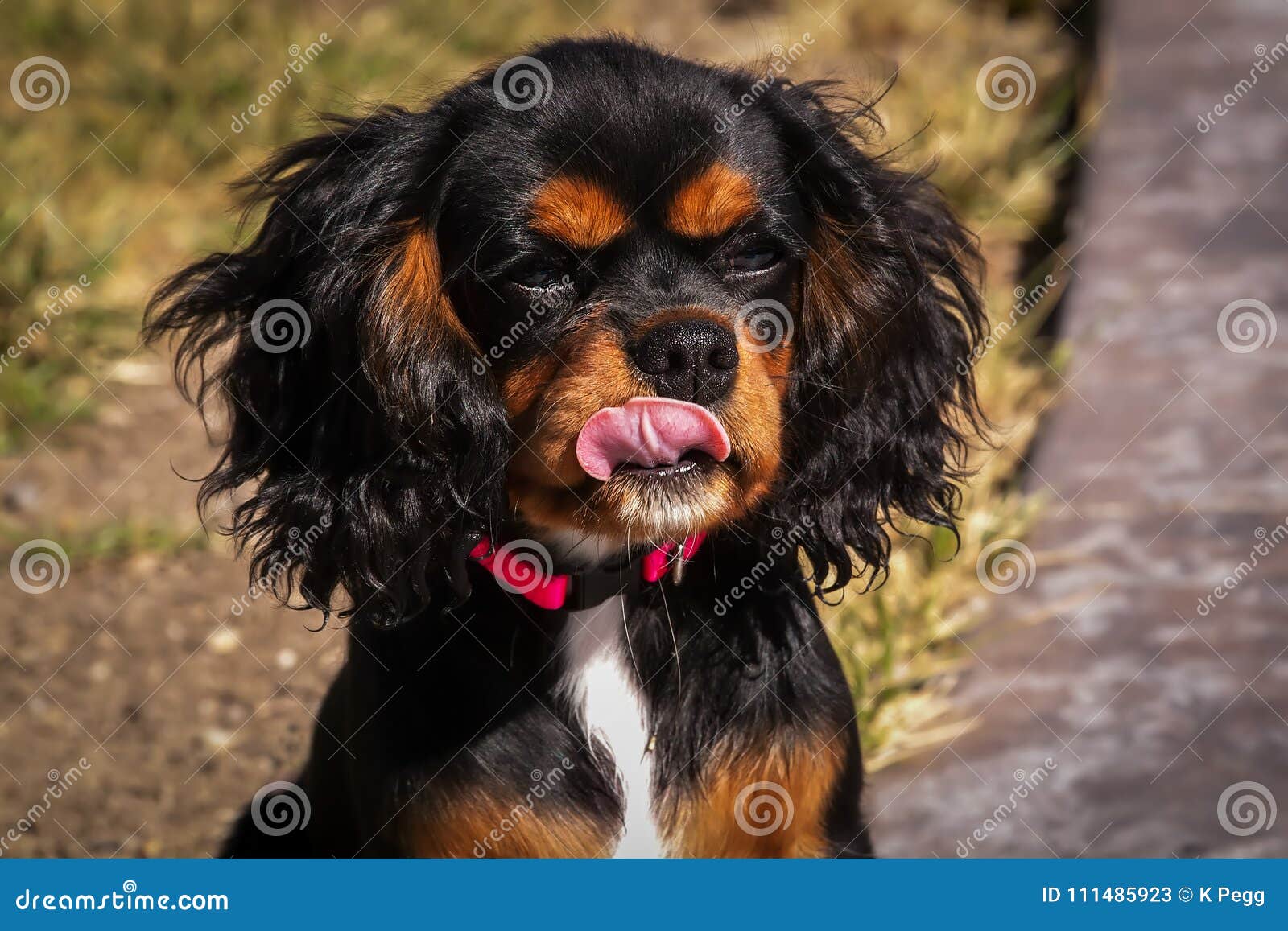 tan cavalier king charles spaniel