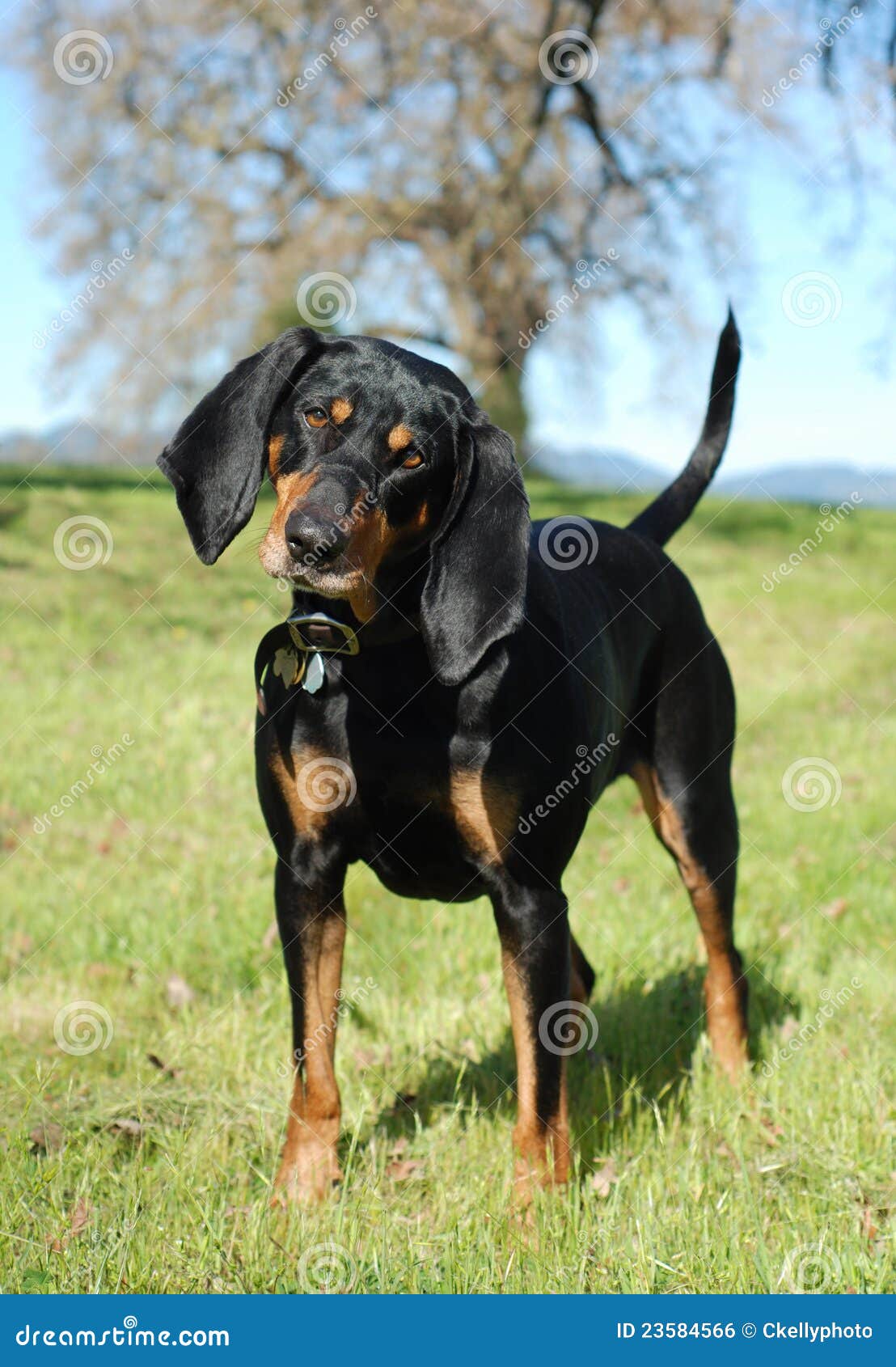 miniature coonhound