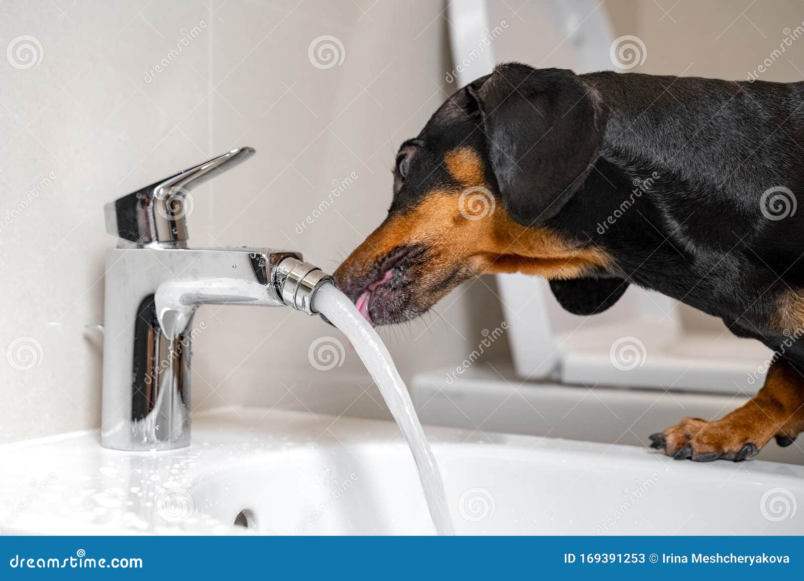 Black And Tan Dachshund Drinking Water From Steel Faucet Of White