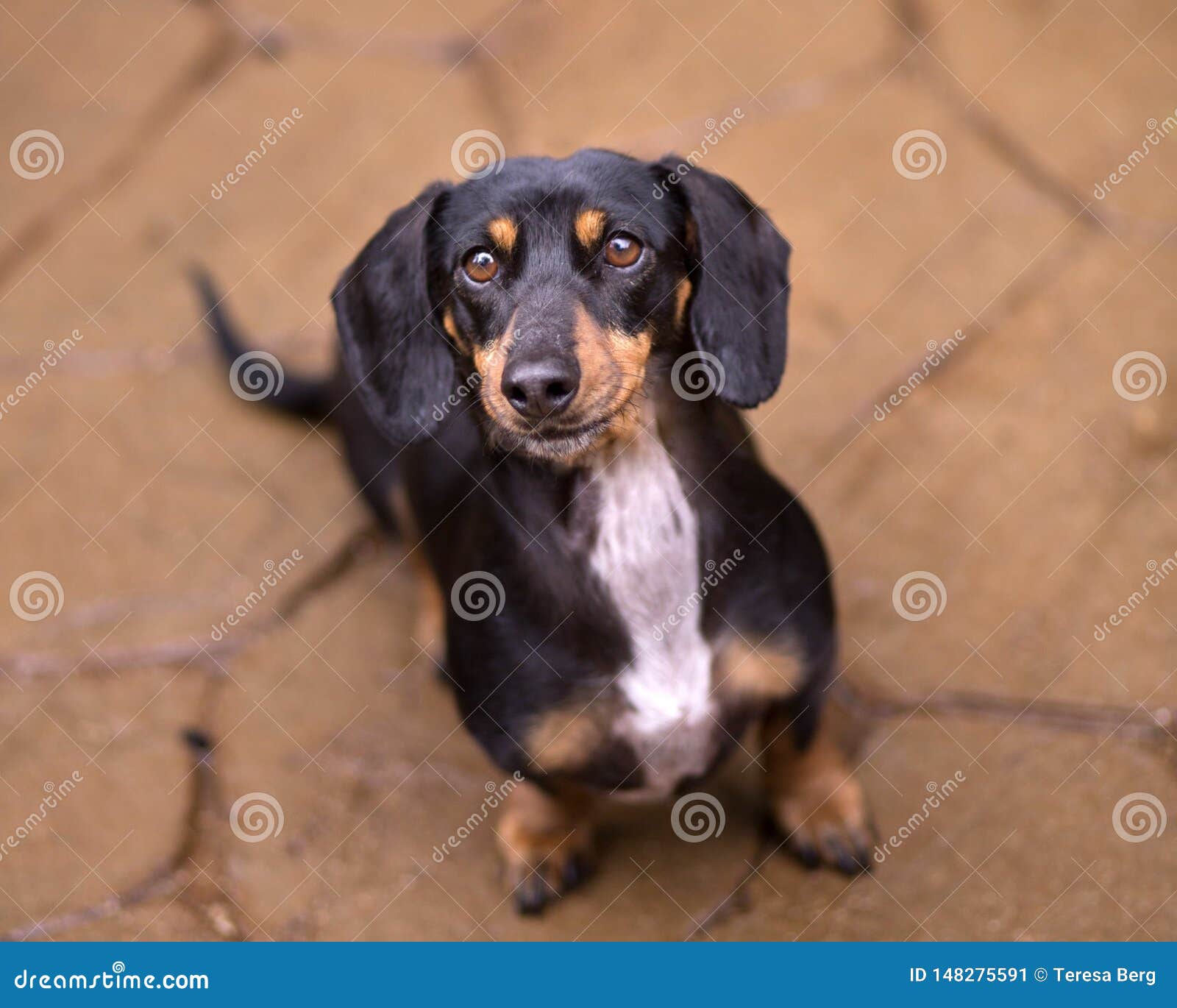 Black And Tan Doxie Lookin Up At Camera 