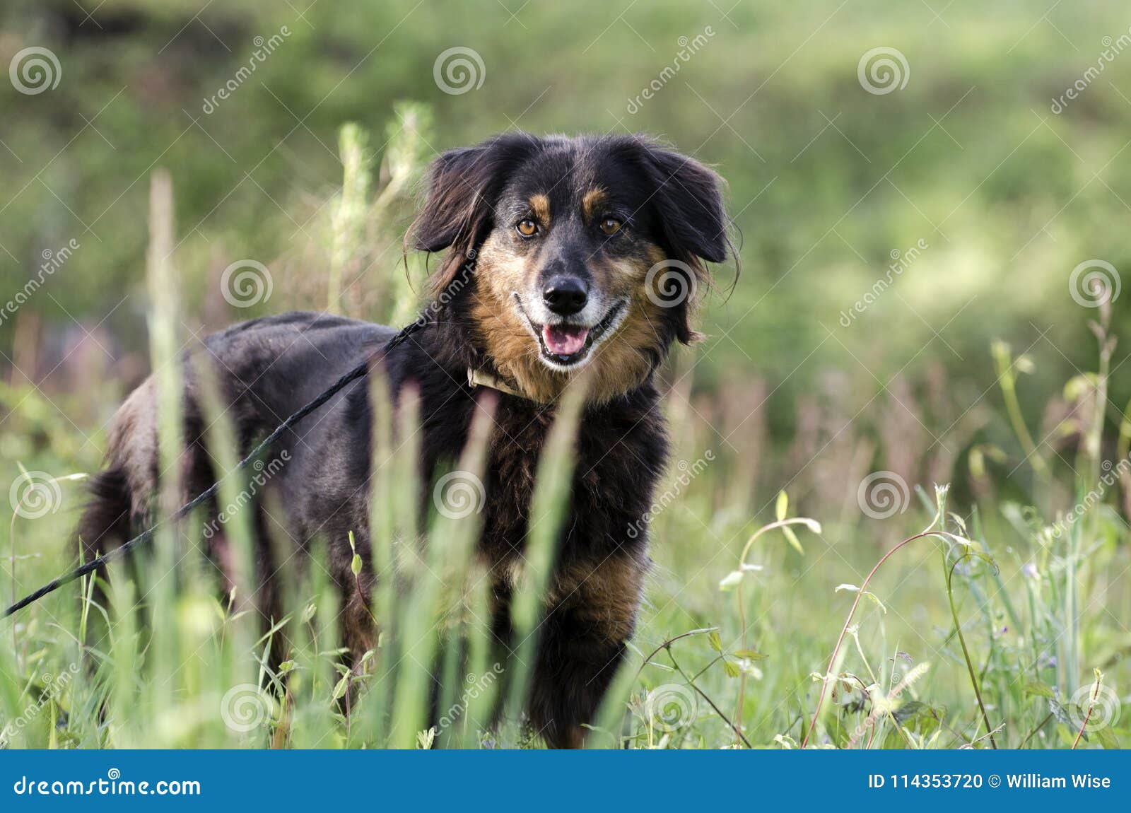 Aussie Setter Mix Dog Pet Rescue Adoption Photography Stock Photo Image Of Control Pound 114353720