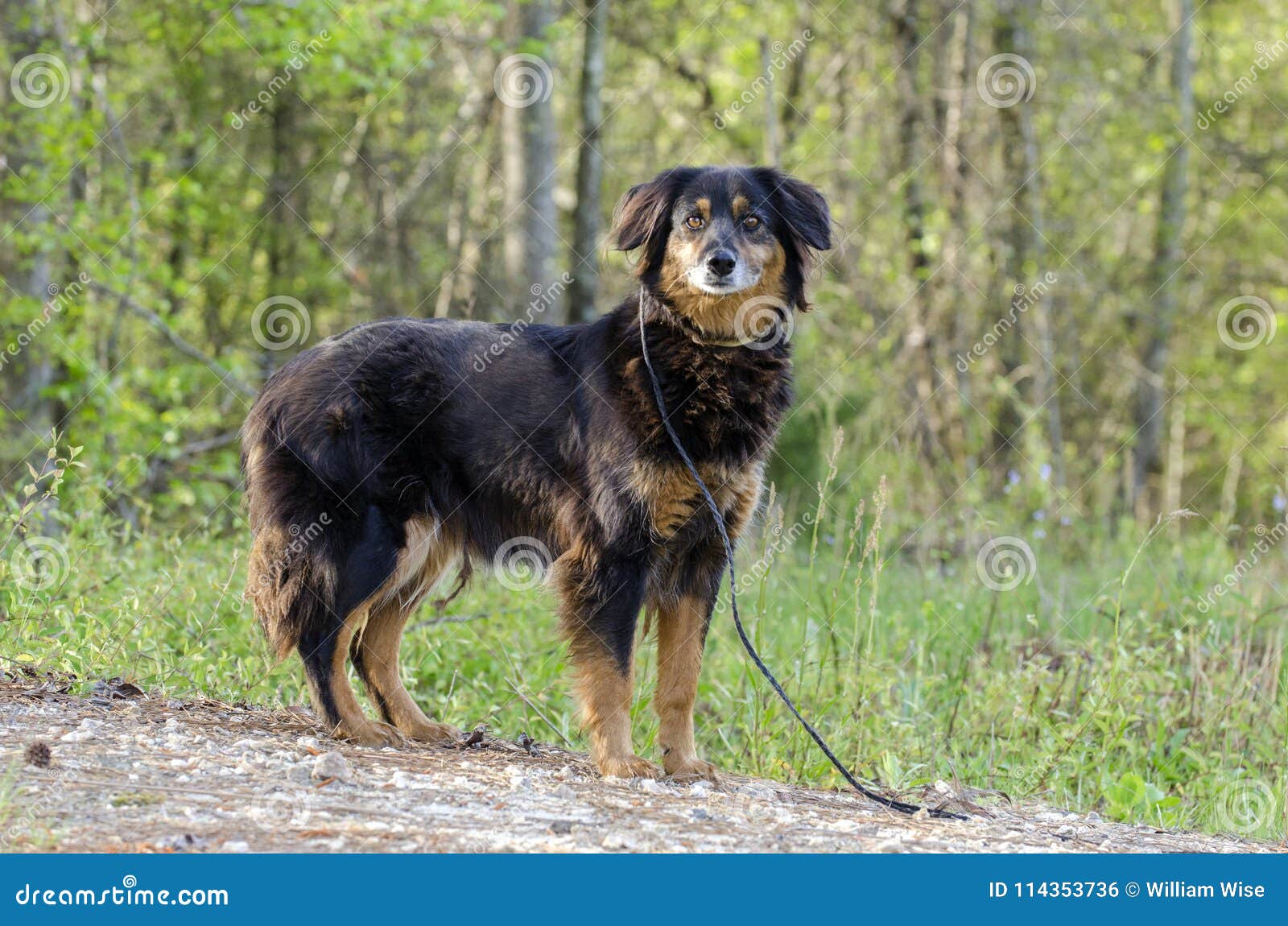 Aussie Setter Mix Dog Pet Rescue Adoption Photography Stock Photo Image Of Puppy Mixed 114353736