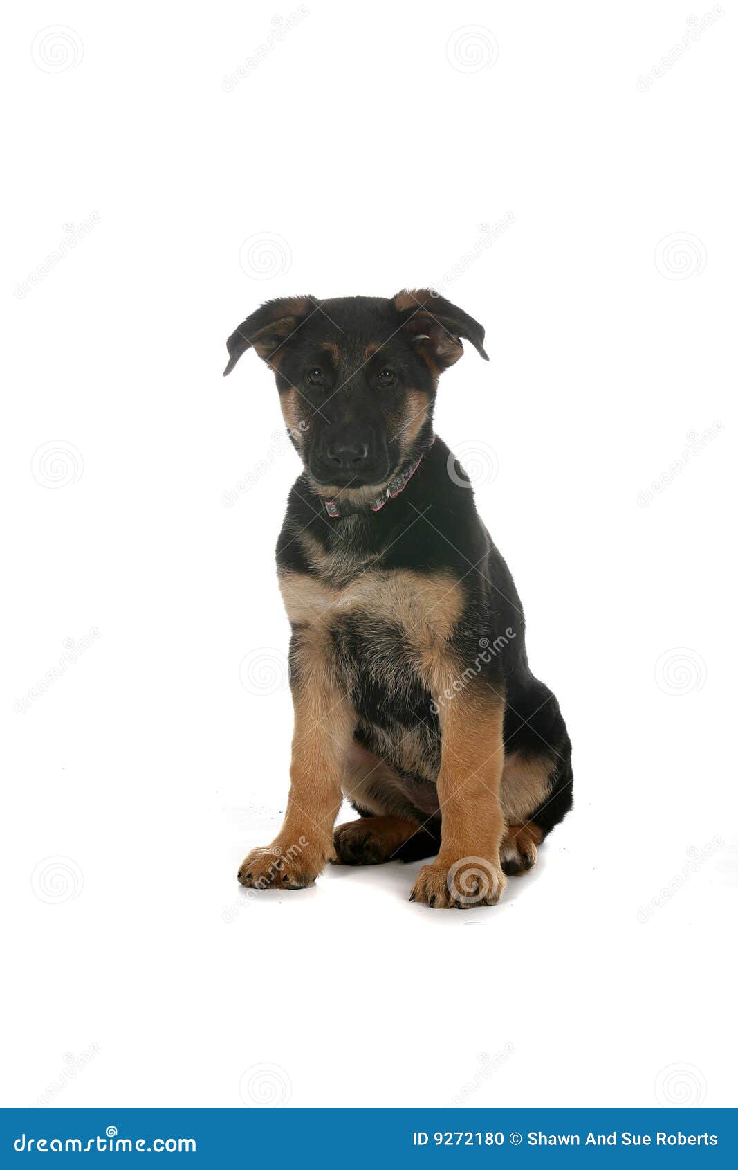 Image Result For German Shepherd Z Black Image Result For German Shepherd Z Black