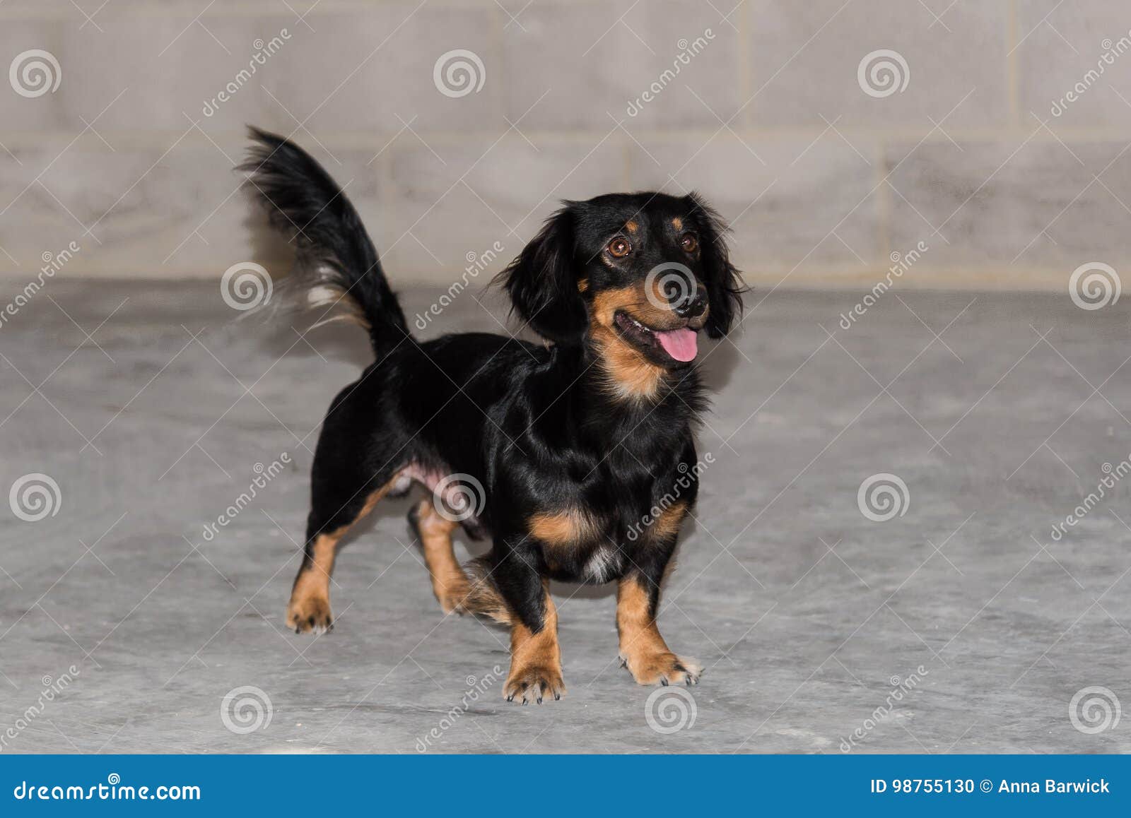 Black And Tan Long Haired Dachshund Stock Photo Image Of Canine Adorable 98755130