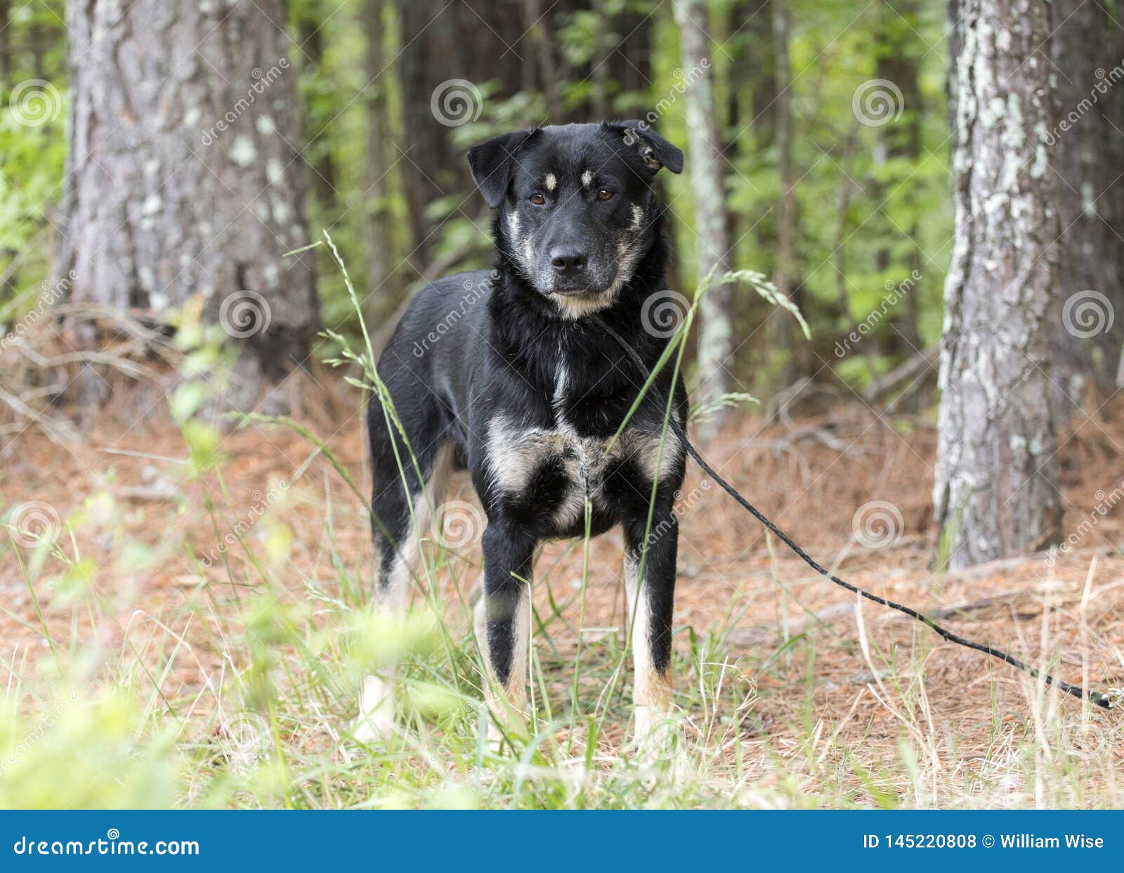 Australian Shepherd And Retriever Mix Breed Dog Stock Photo Image Of Georgia Adoption 145220808