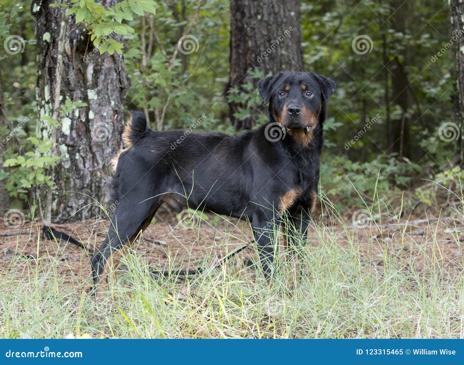 rottie with tail