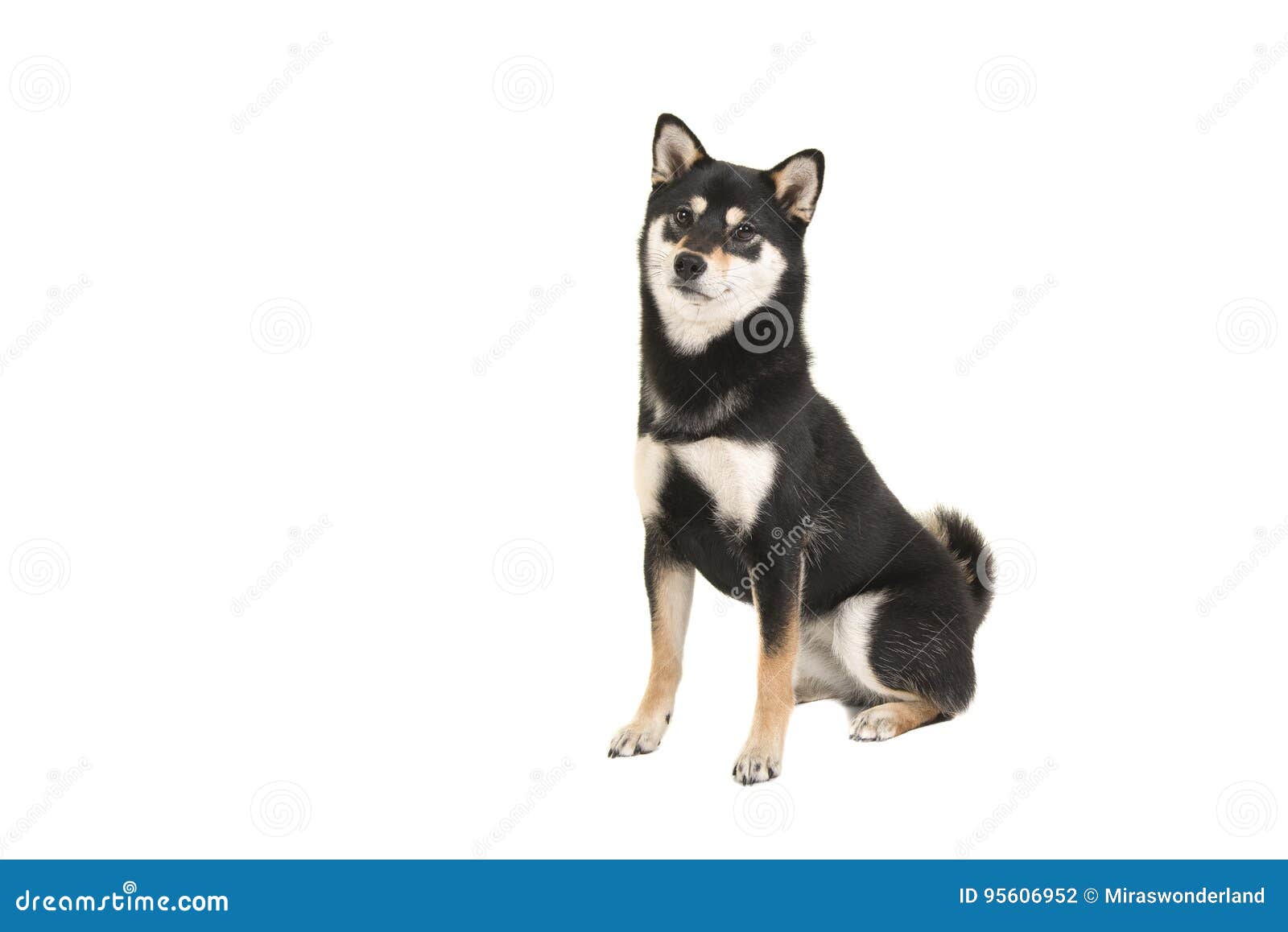 Black And Tan Sitting Shiba Inu Dog Looking At The Camera