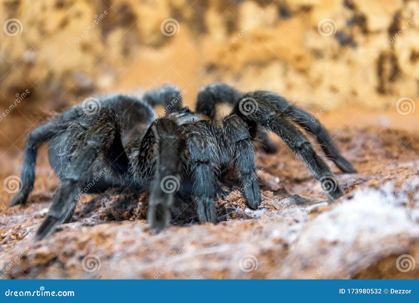 The Black Tarantula Grammostola Pulchra Spider Sits on the Ground Stock ...