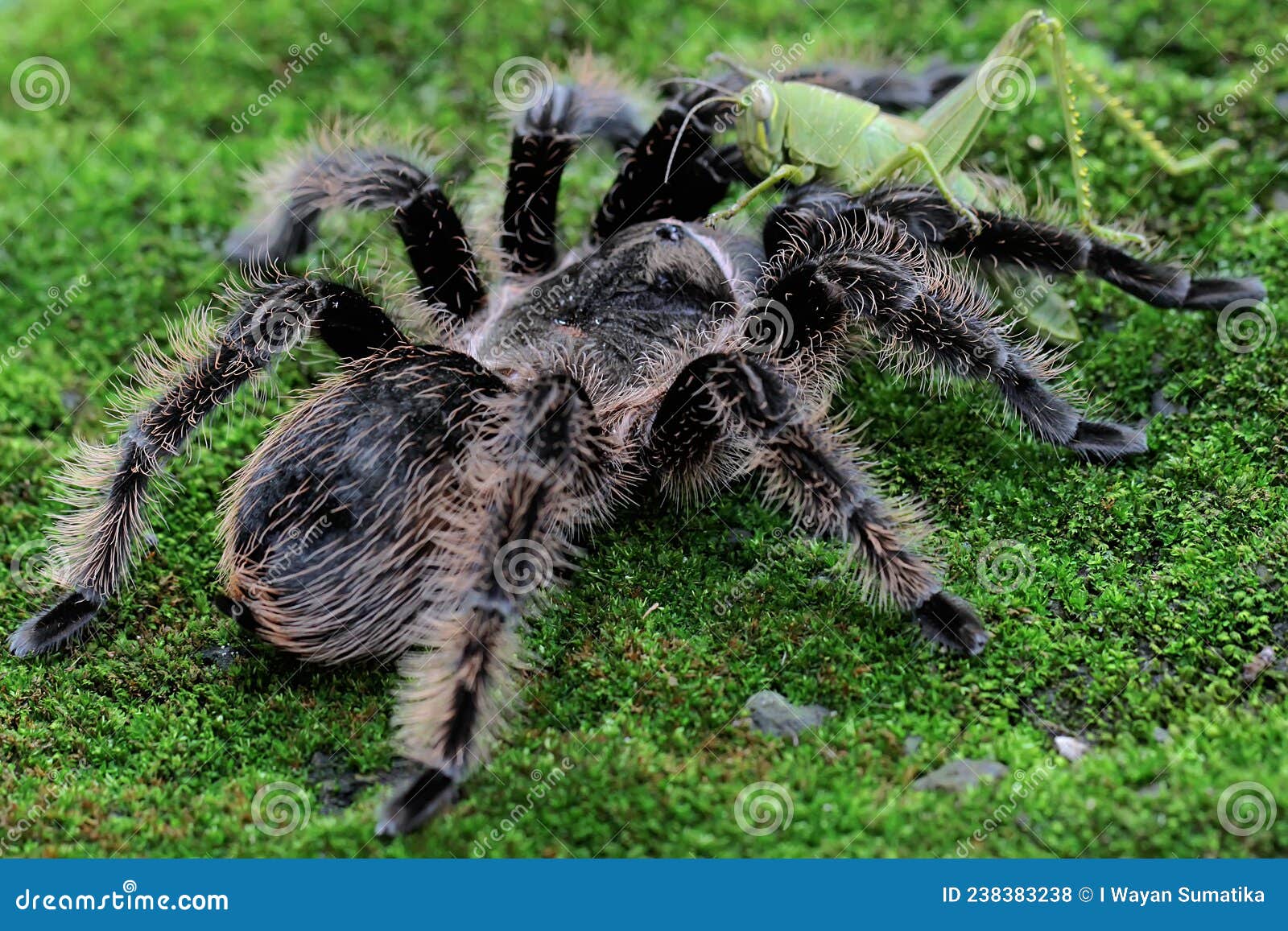 A Black Tarantula Looking for Prey in the Bushes. Stock Photo - Image ...