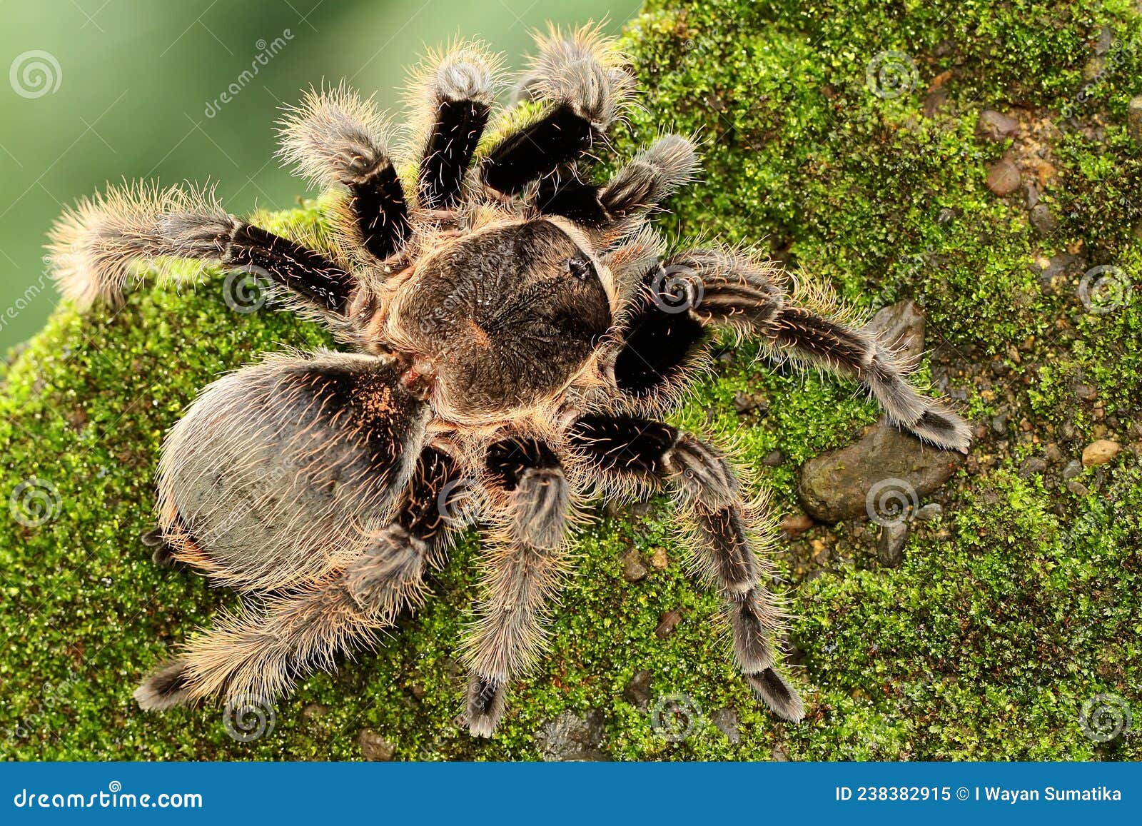 A Black Tarantula Looking for Prey in the Bushes. Stock Image - Image ...